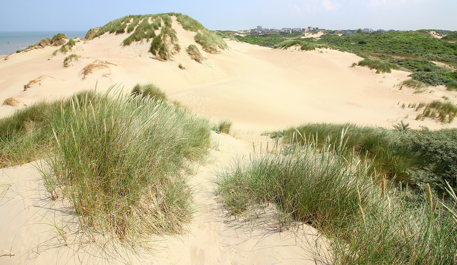 Birds of Prey on the Dunes - Dynamic Dunescapes