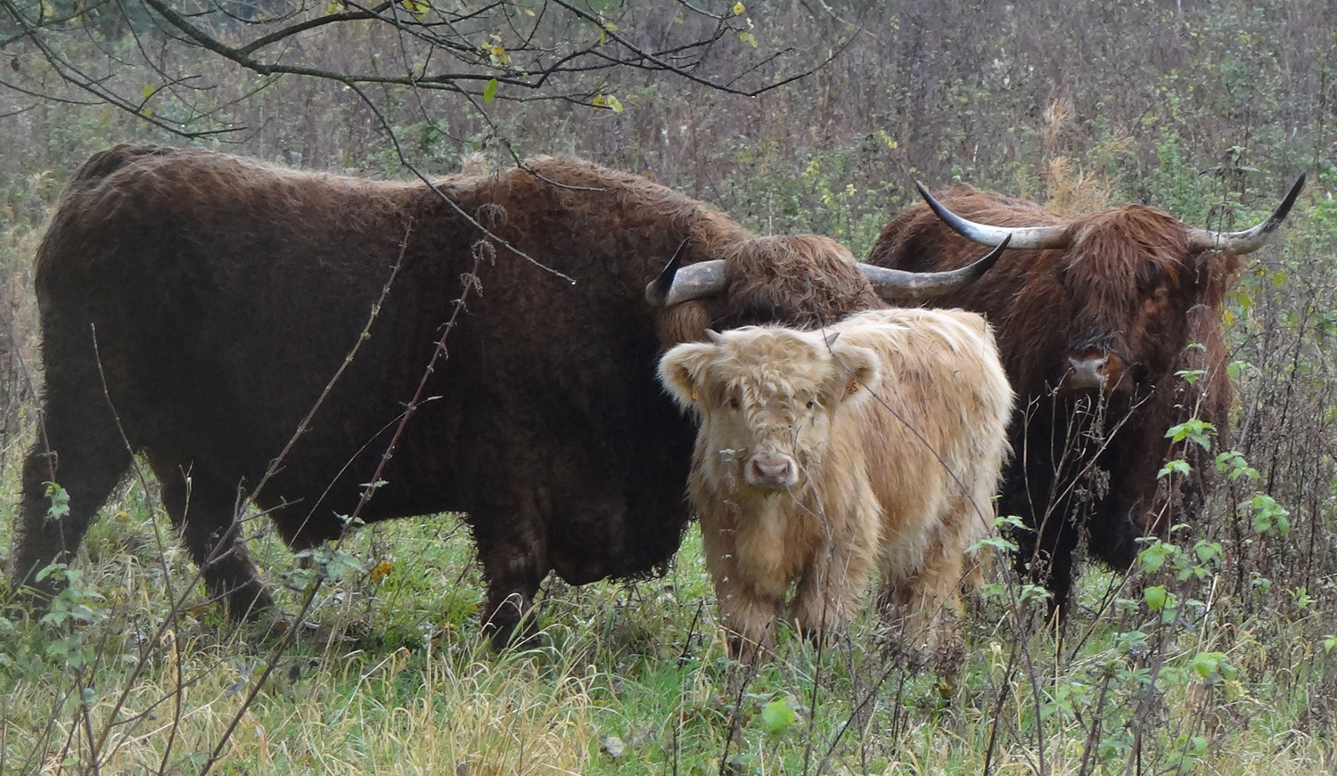 Schotse hooglanders