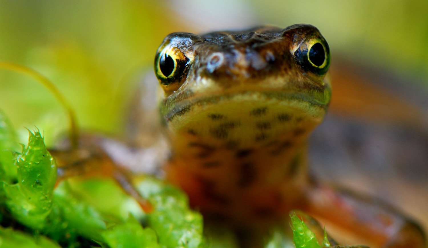 Kleine watersalamander