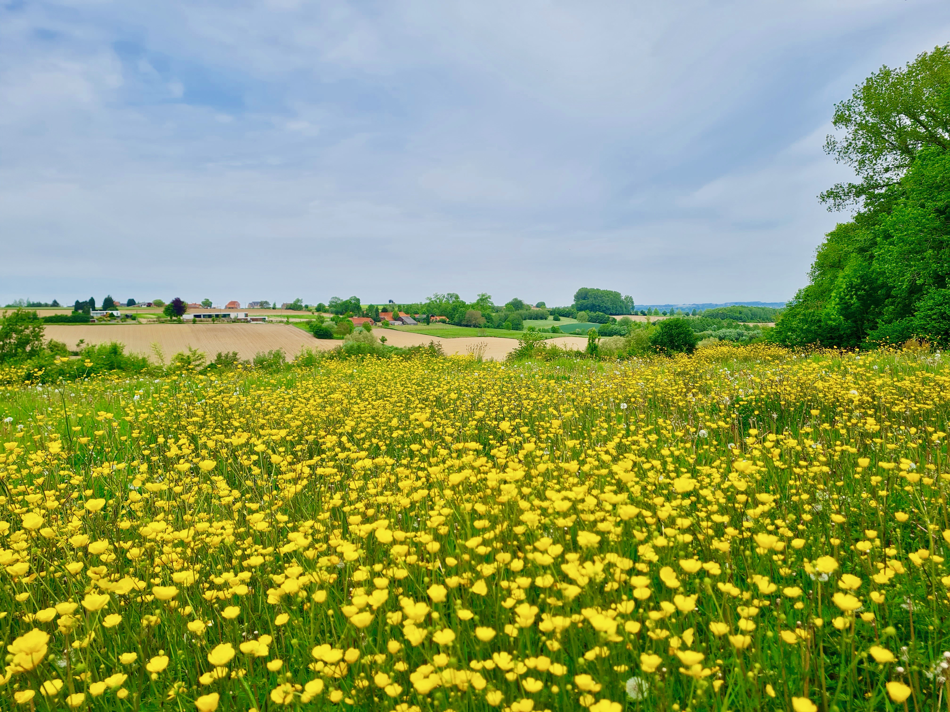 veld met scherpe boterbloem