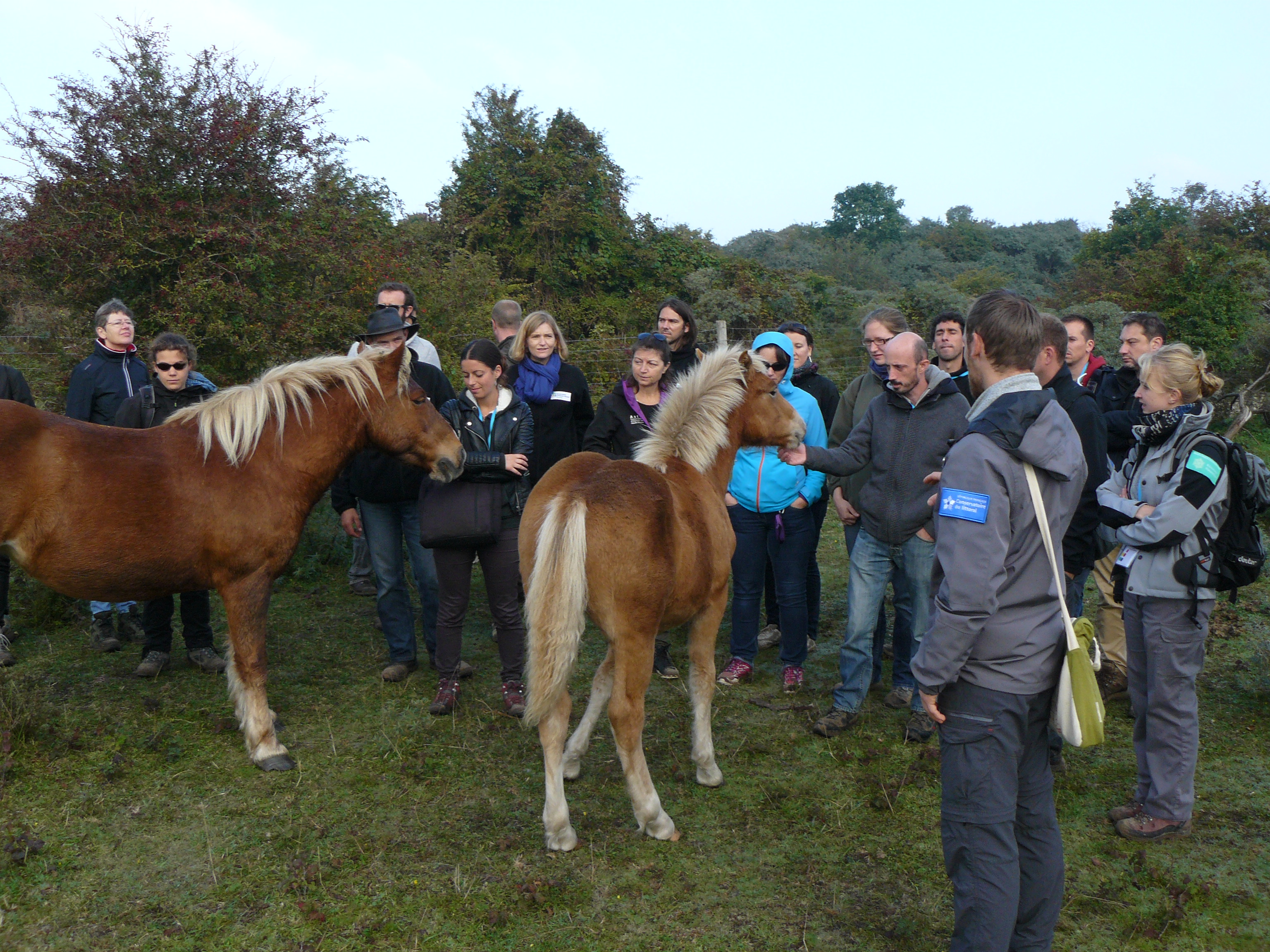 Paarden