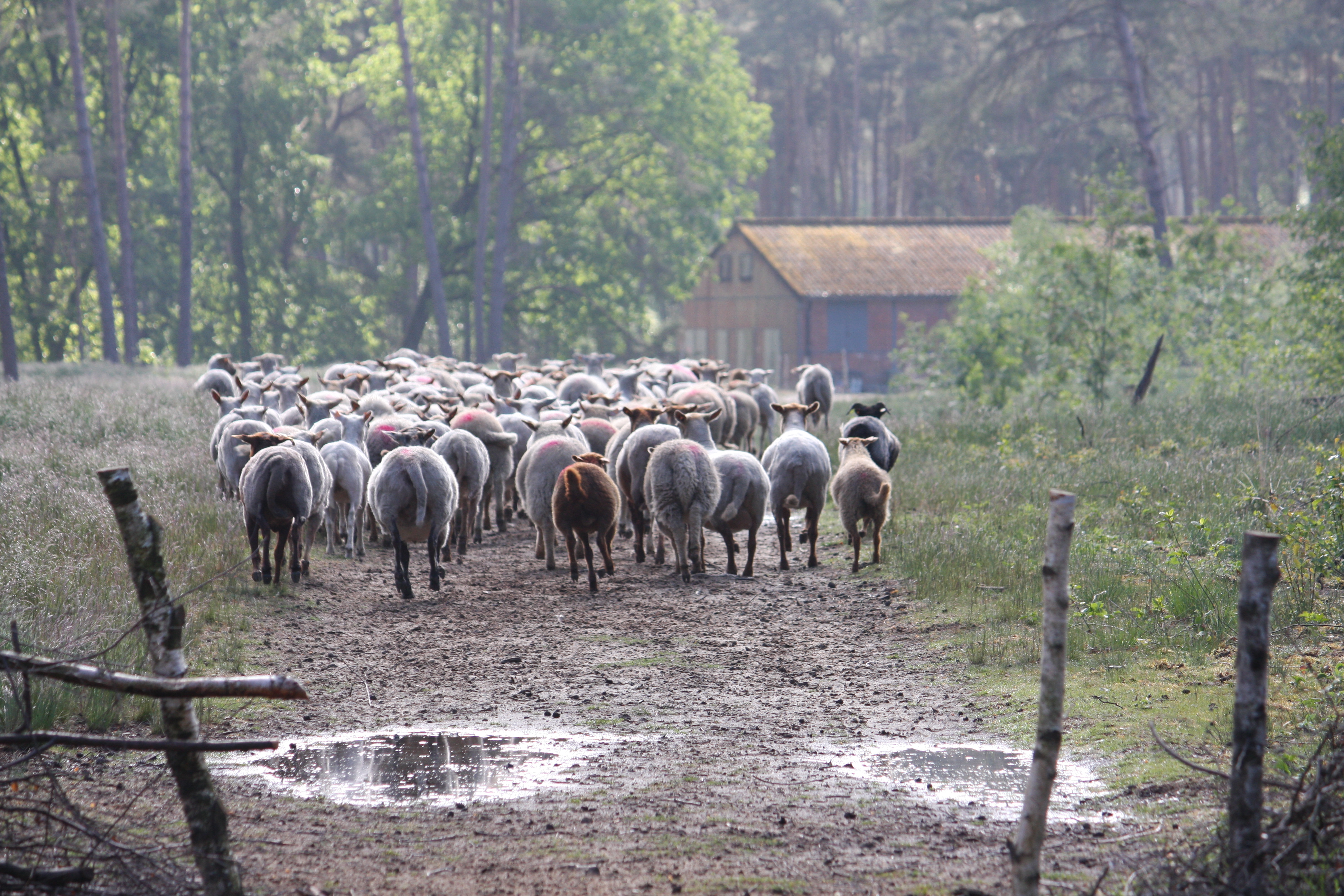 Schapenbegrazing in de Hoge Rielen