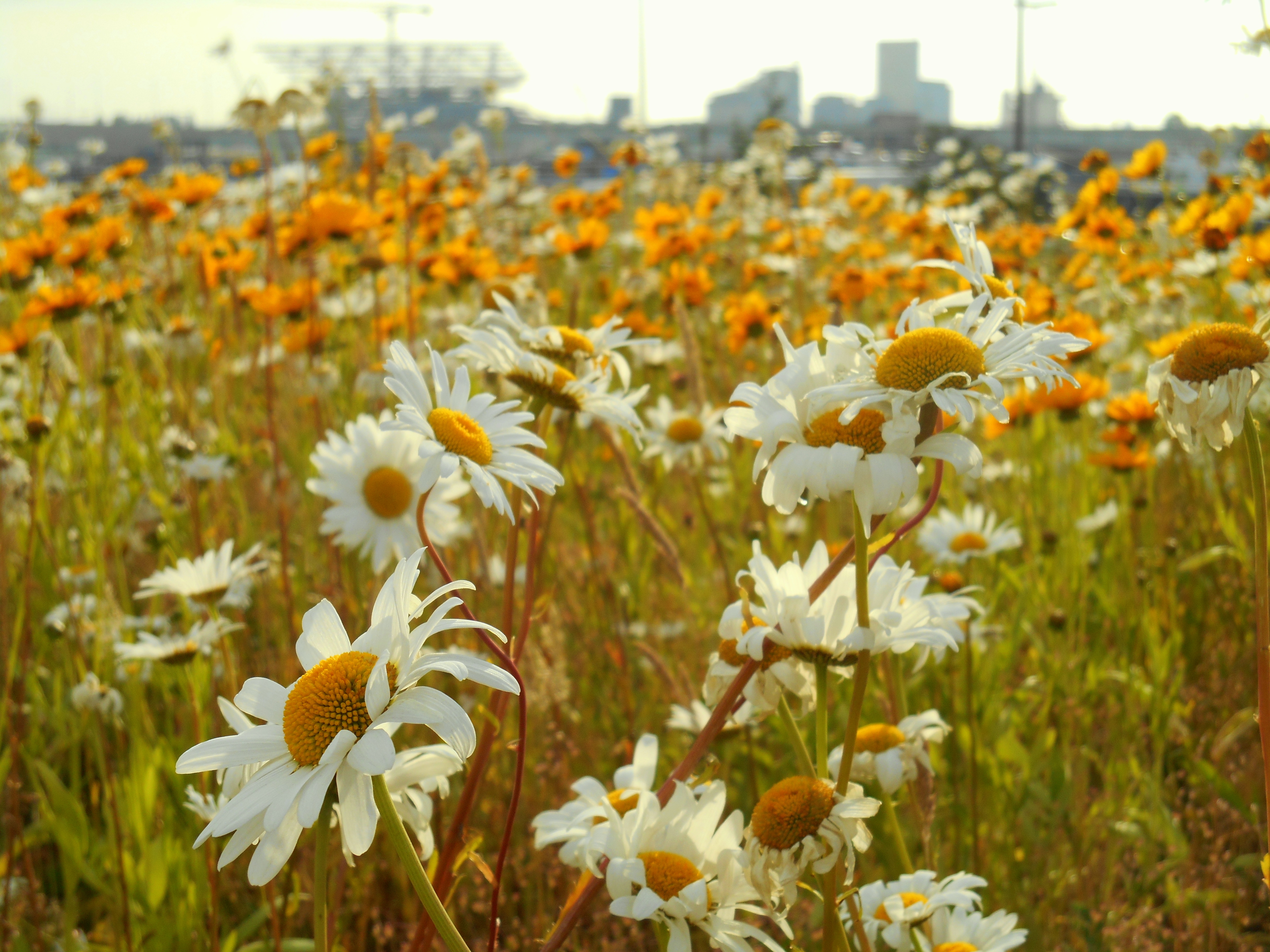 Bloemen haven Antwerpen