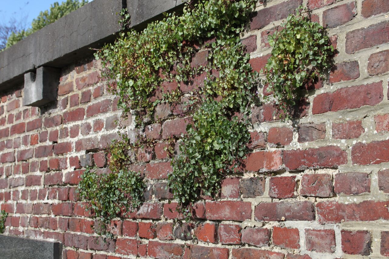 Klimop op muur bij begraafplaats Gent