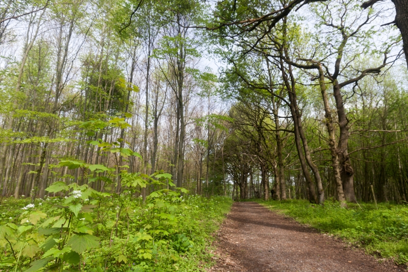 Schophem bos weggetje