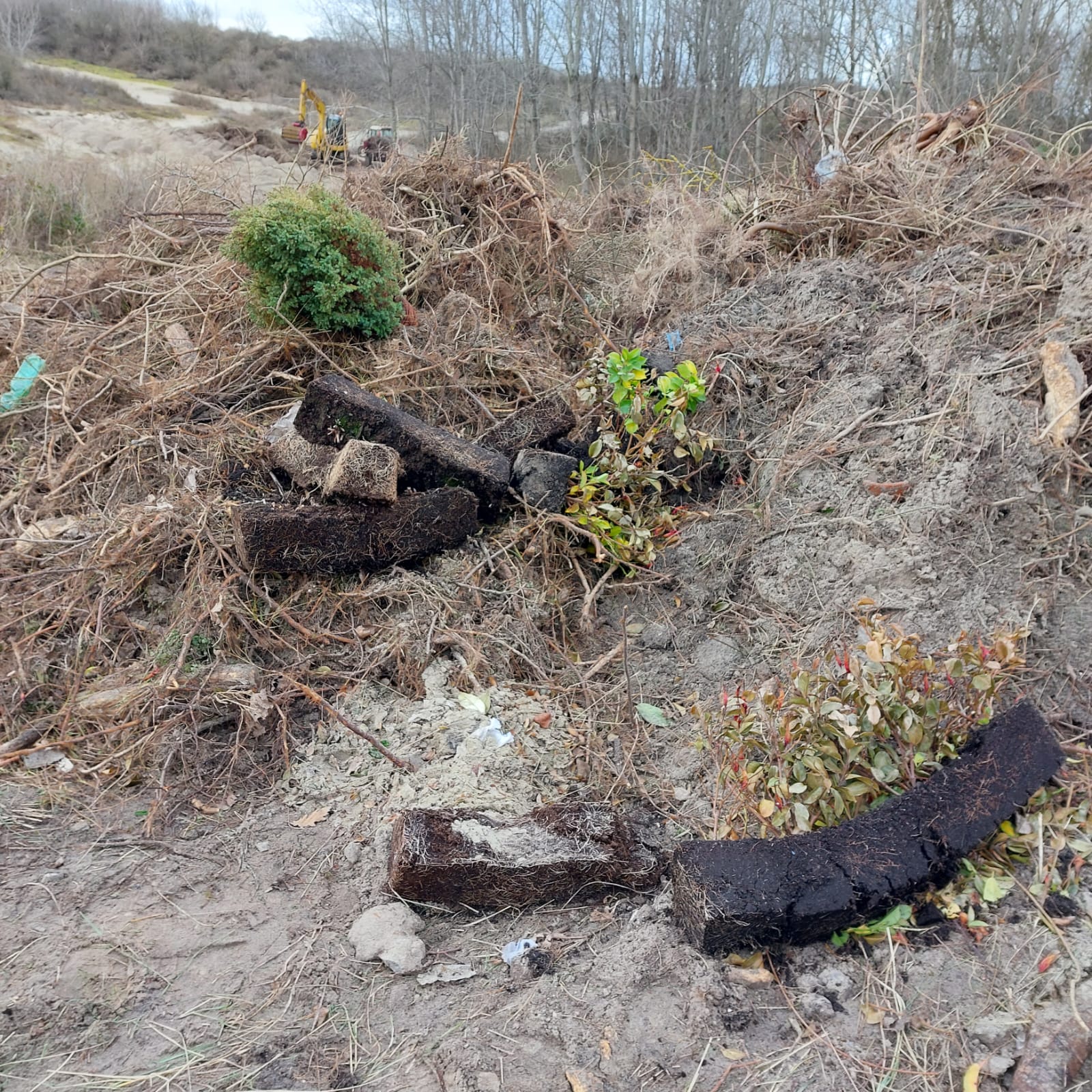 Inhoud van bloembakken teruggevonden dichtbij locaties waar LIFE DUNIAS aan de slag is. © Sander Carael – Agentschap voor Natuur en Bos