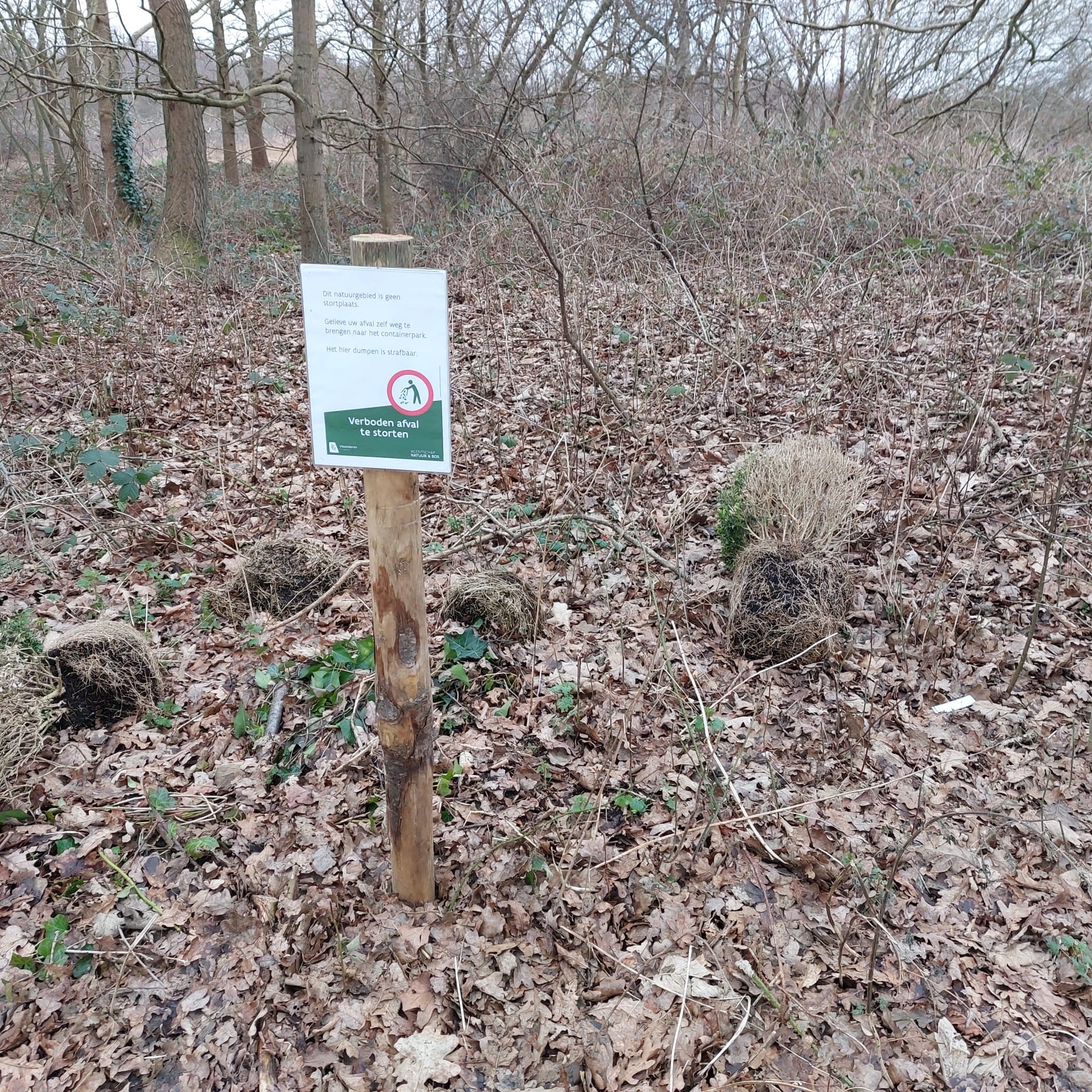 Sluikstorten van buxusstruiken in natuurgebied: zelfs met een expliciet bord die wijst op het verbod stellen we overtredingen vast!   © Sander Carael – Agentschap voor Natuur en Bos