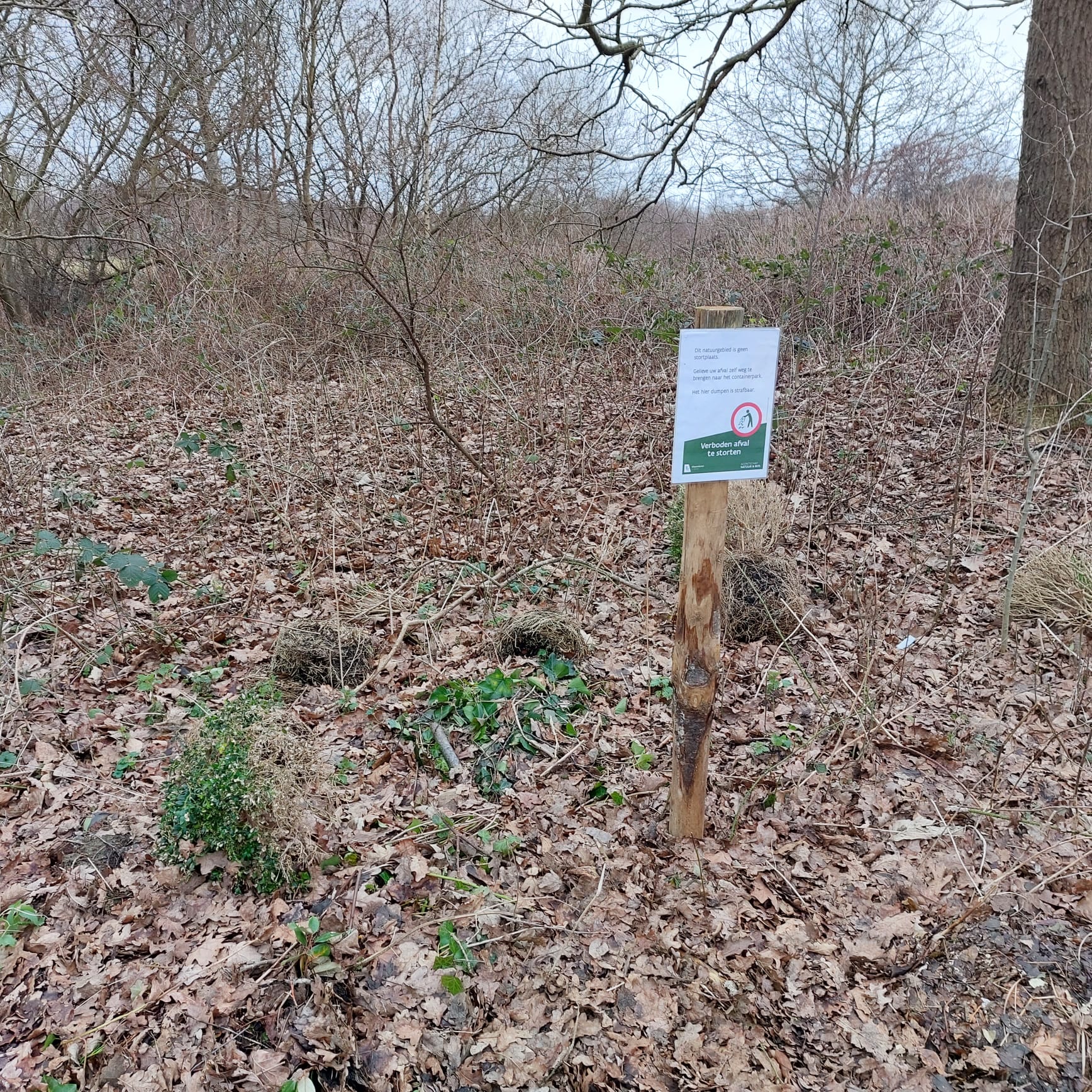 Sluikstorten van buxusstruiken in natuurgebied: zelfs met een expliciet bord die wijst op het verbod stellen we overtredingen vast!   © Sander Carael – Agentschap voor Natuur en Bos