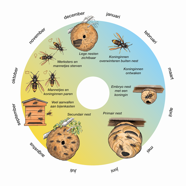 Levenscyclus van Aziatische hoornaar