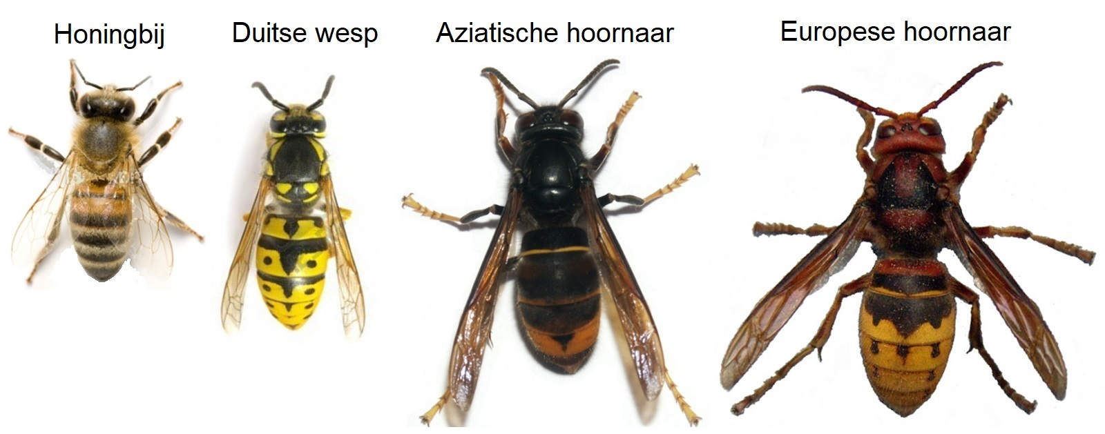 Vergelijking Aziatische hoornaar, Europese hoornaar, wesp, bij