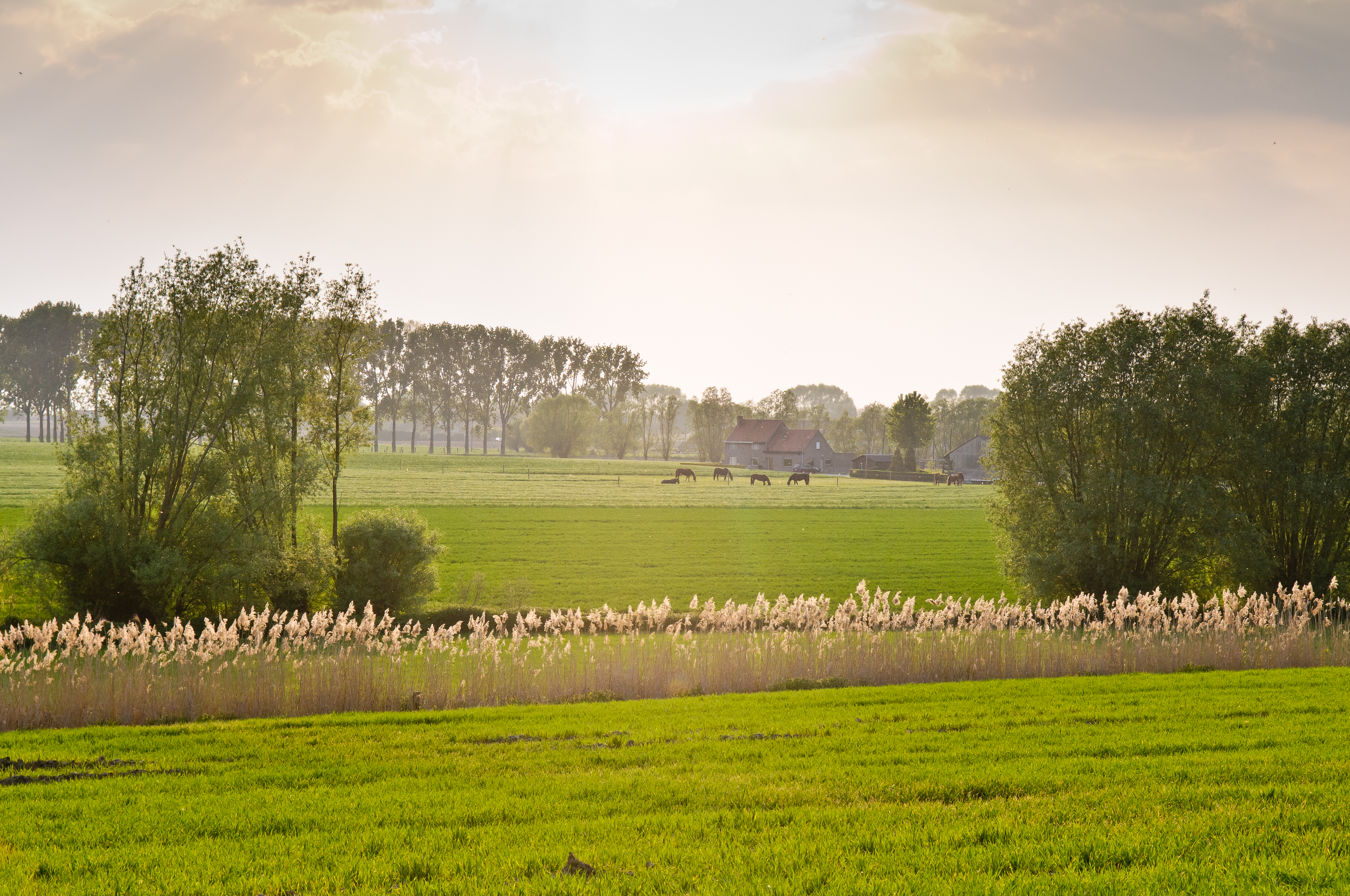 landschap