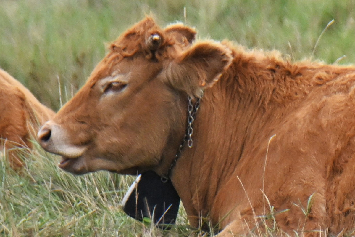 limousin