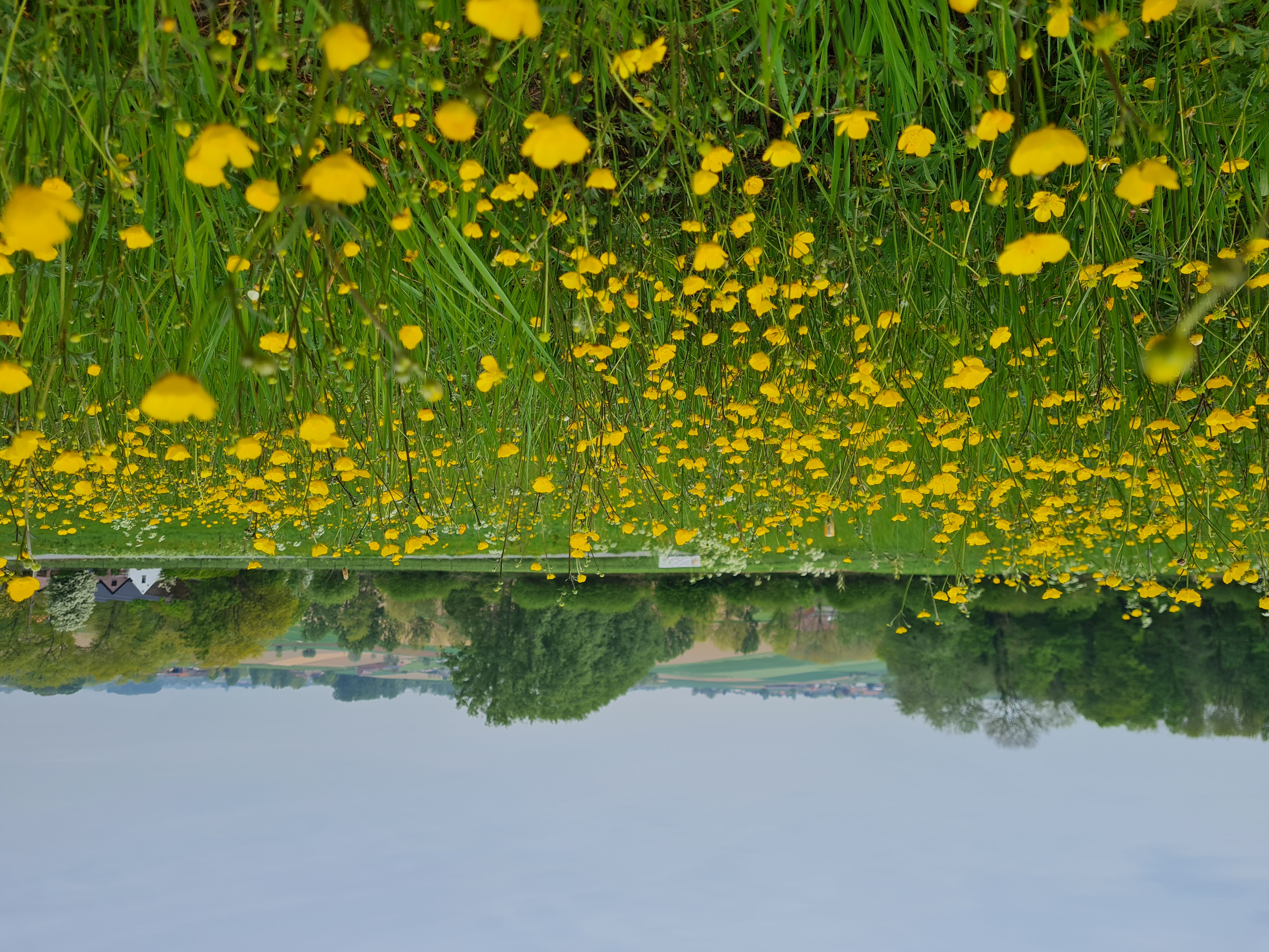 scherpe boterbloem
