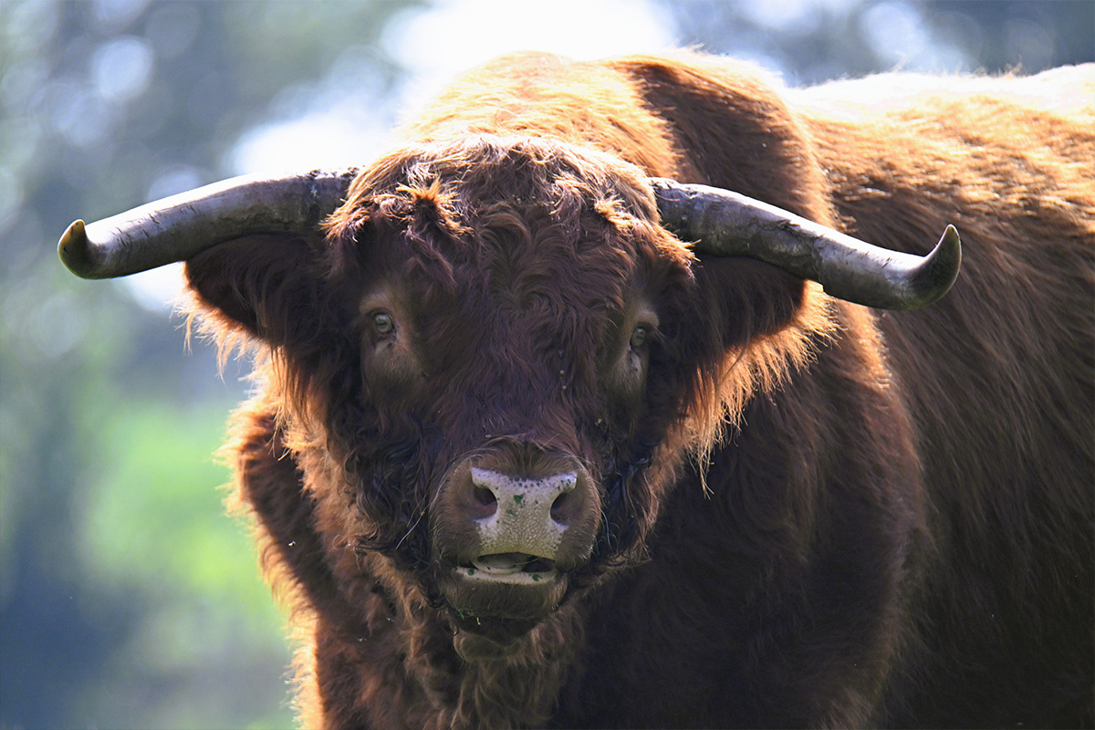 Schotse hooglander