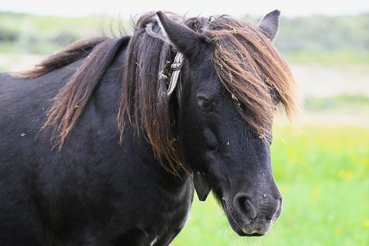 shetlandpony