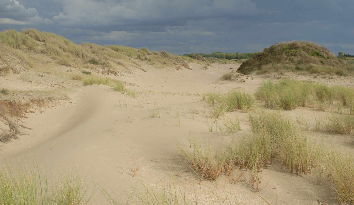 Duinen