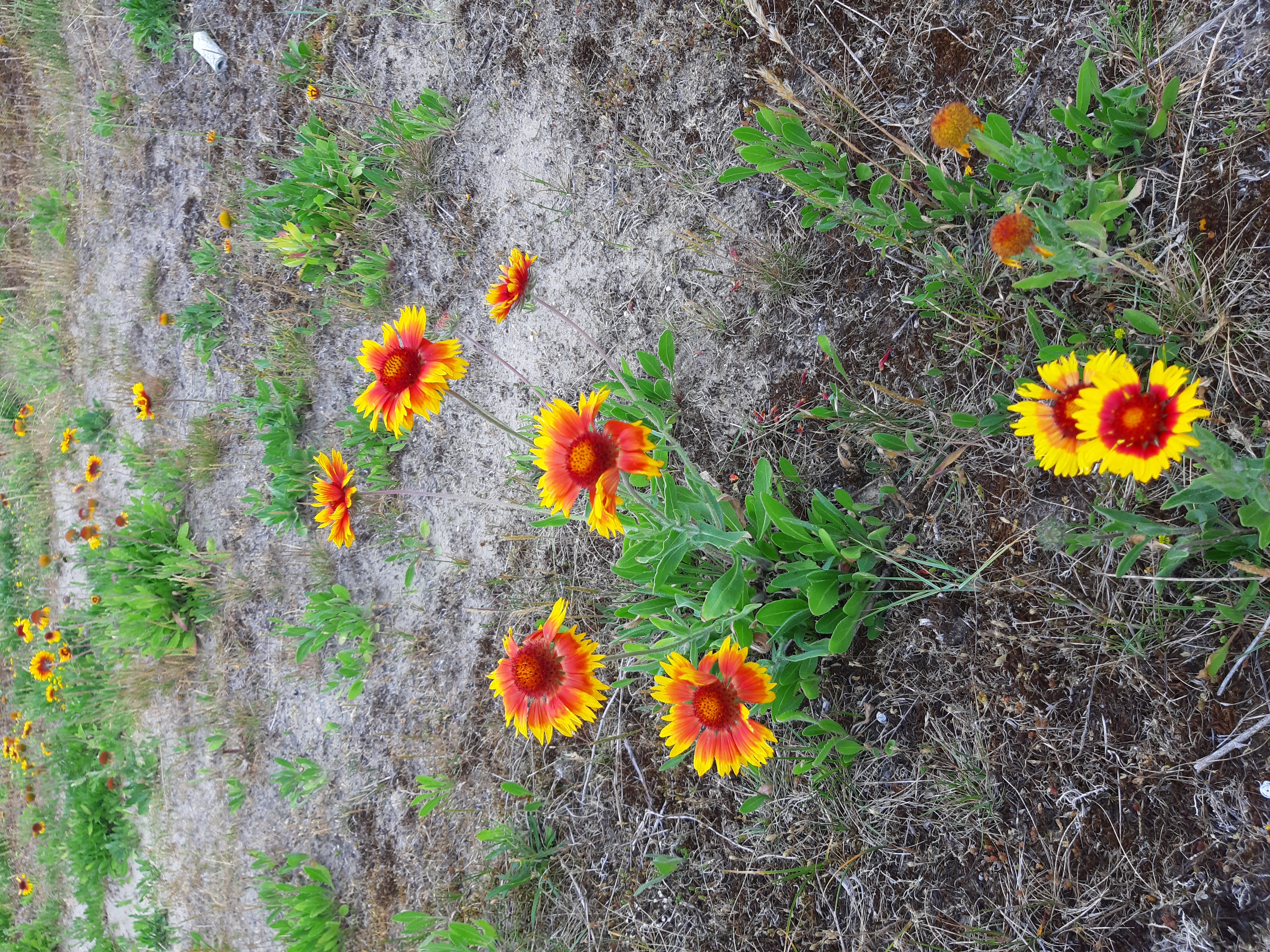 Kokardebloem LIFE DUNIAS
