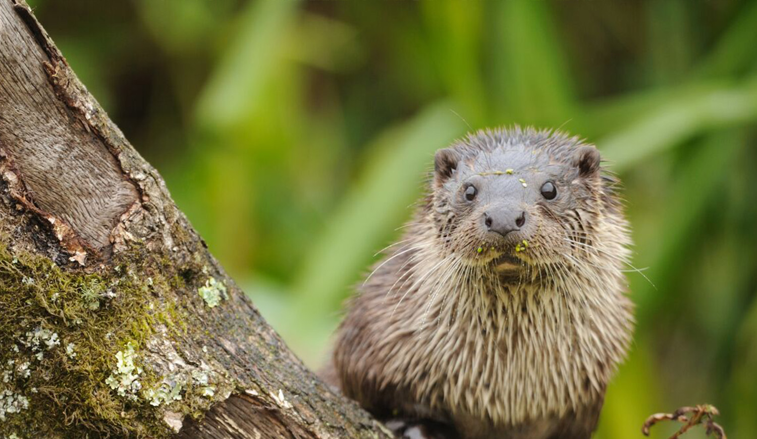 otter