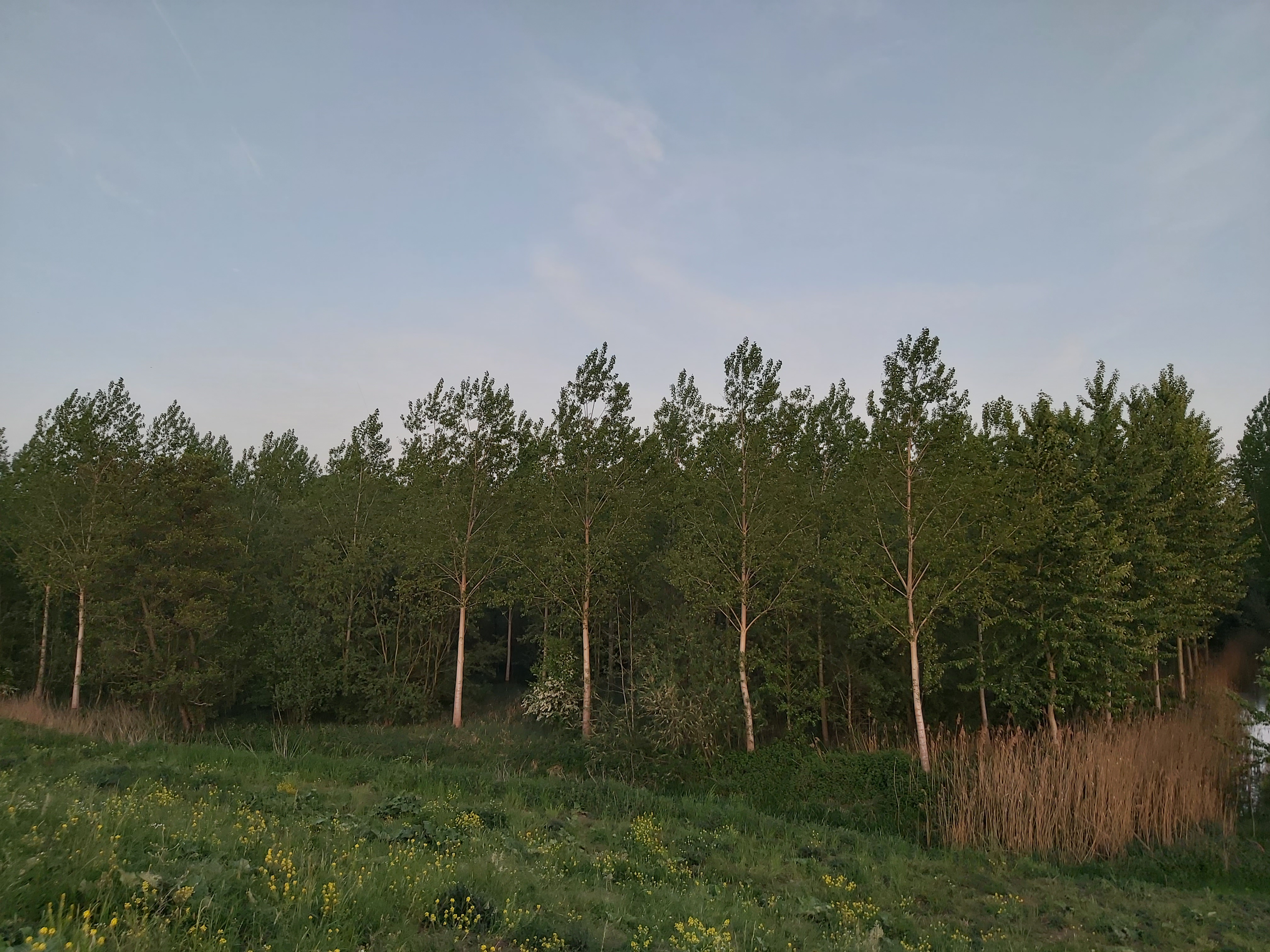 Hingenebroekpolder
