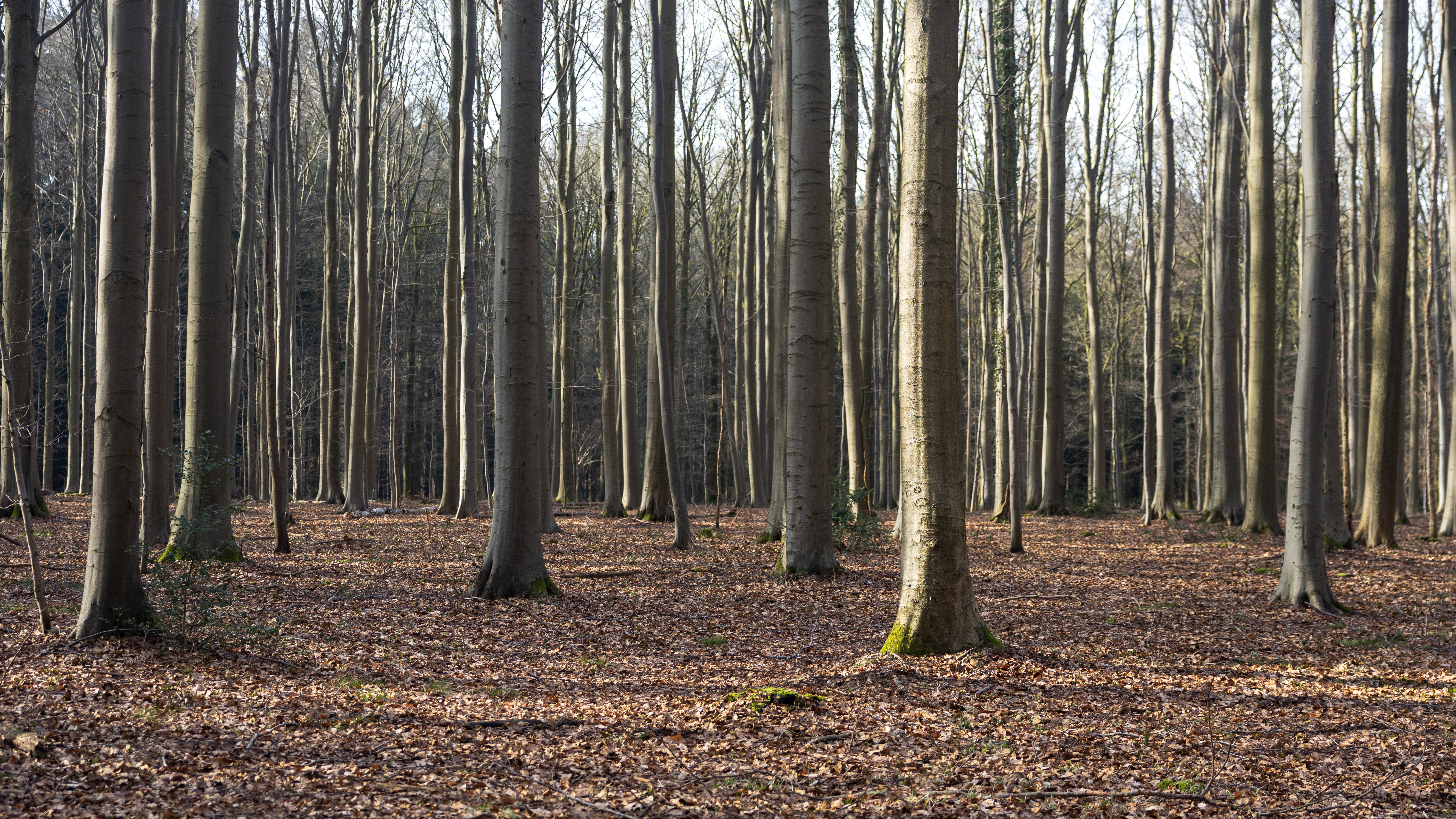 beukenbos in de winter