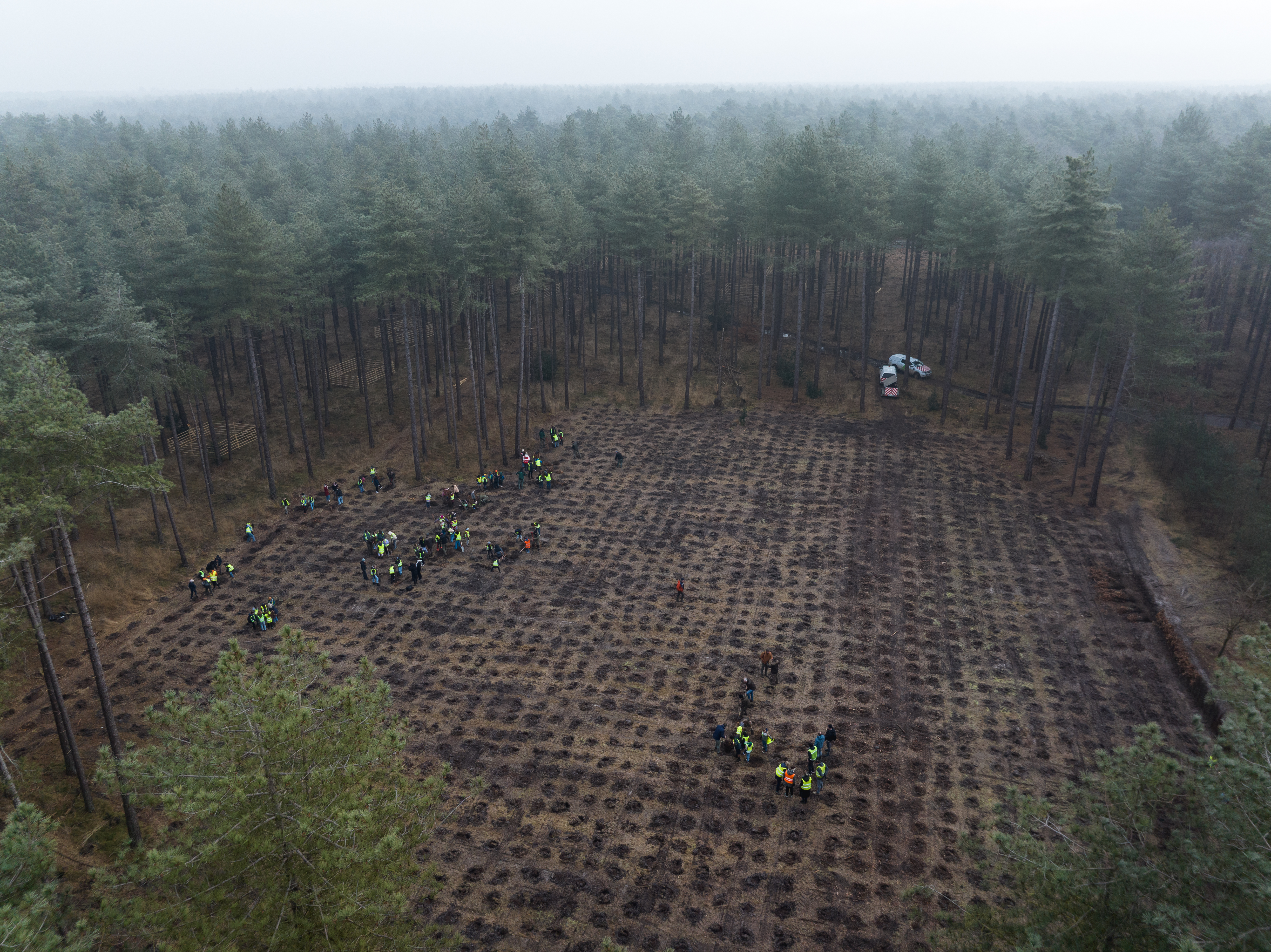 bomen planten