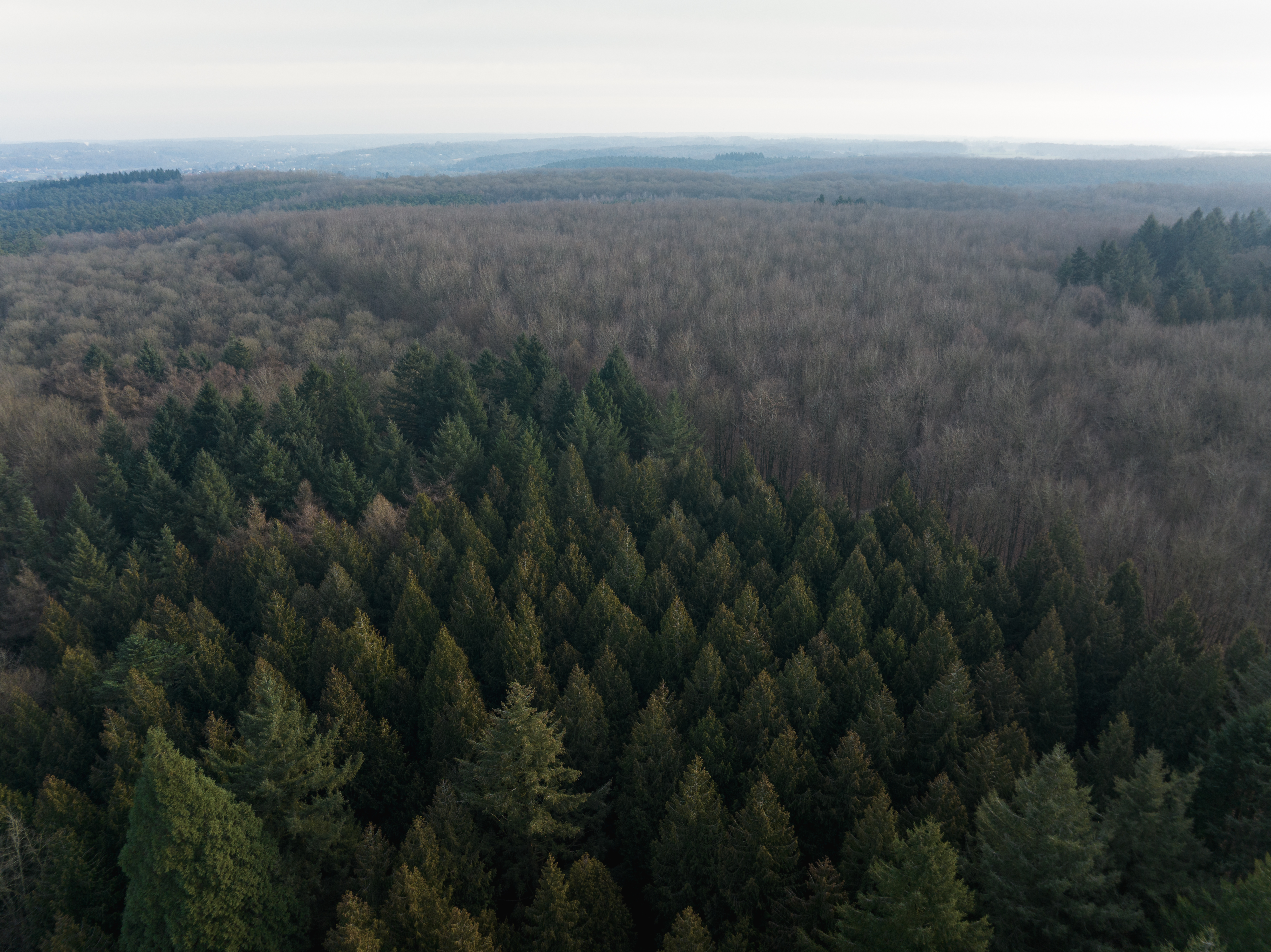 luchtbeeld Hallerbos