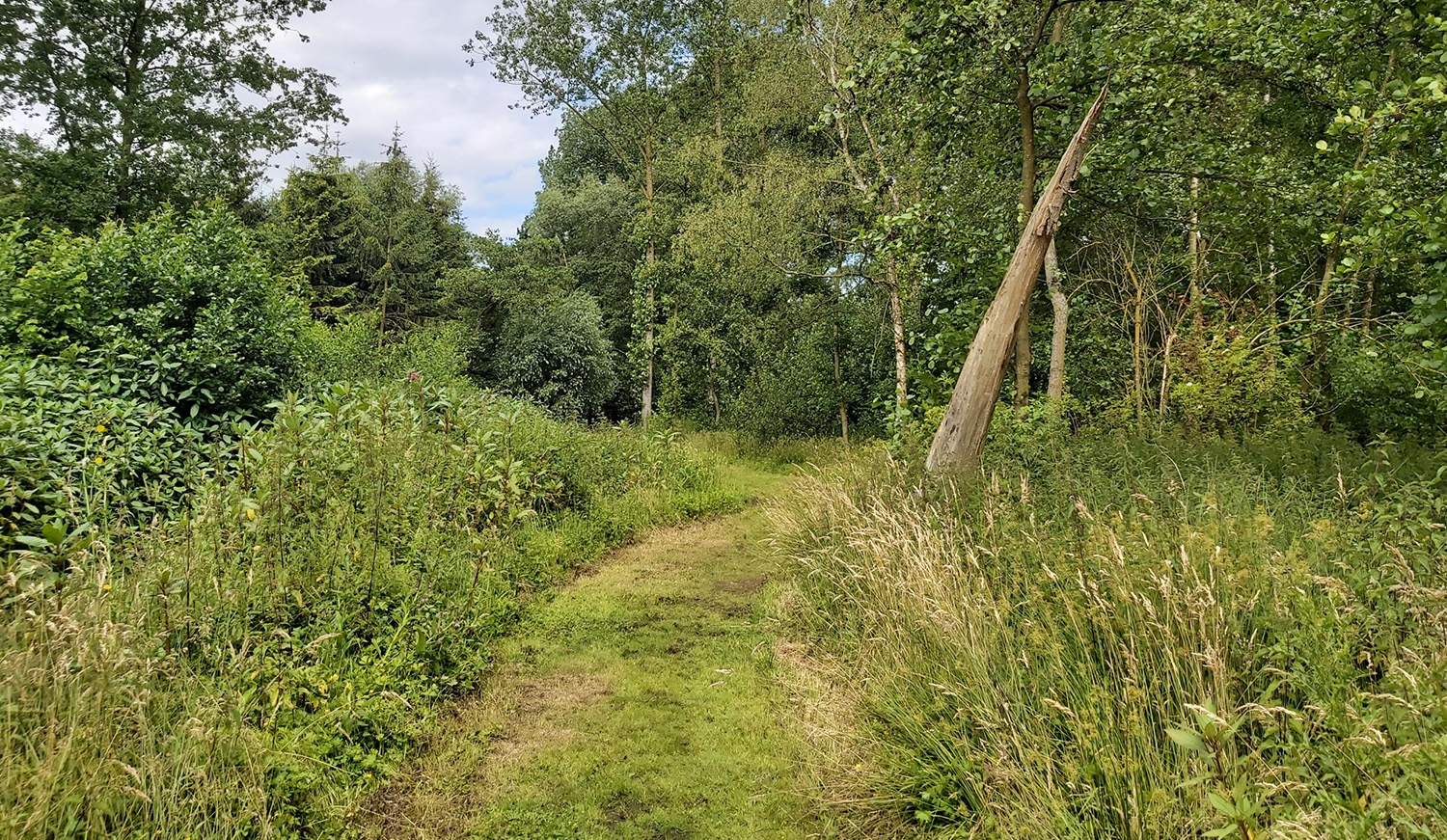 Bos