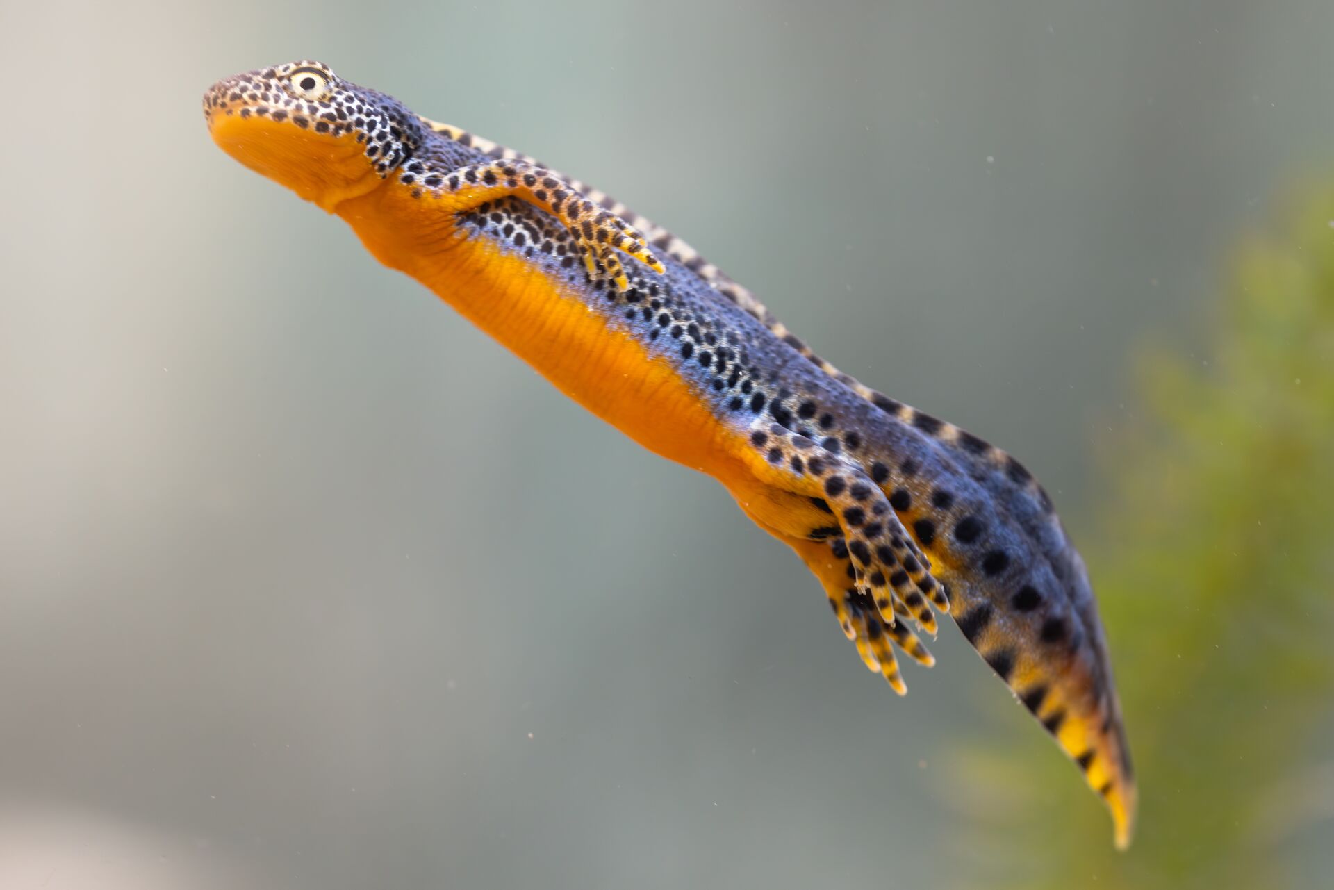 alpenwatersalamander 