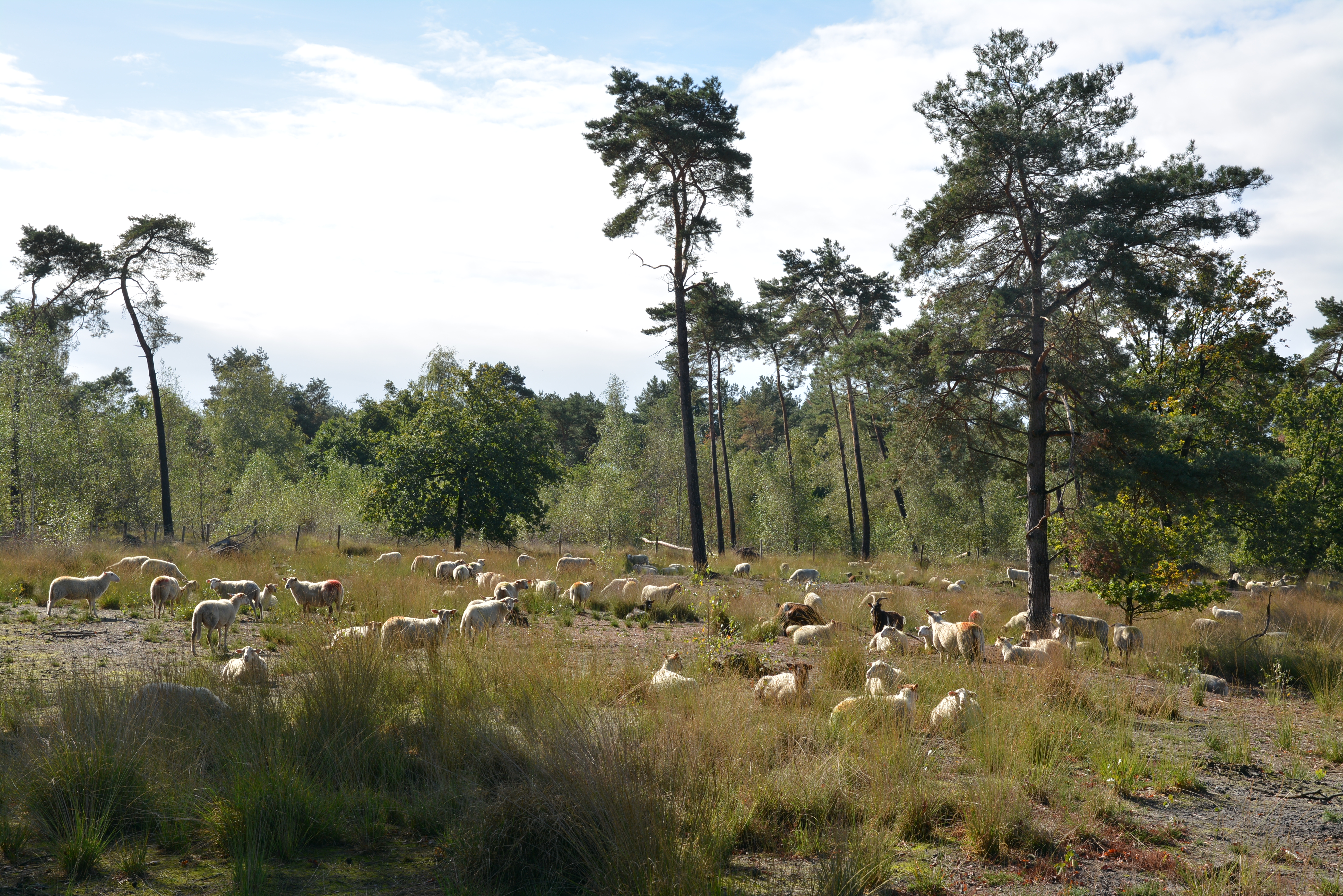 Kempische heideschapen