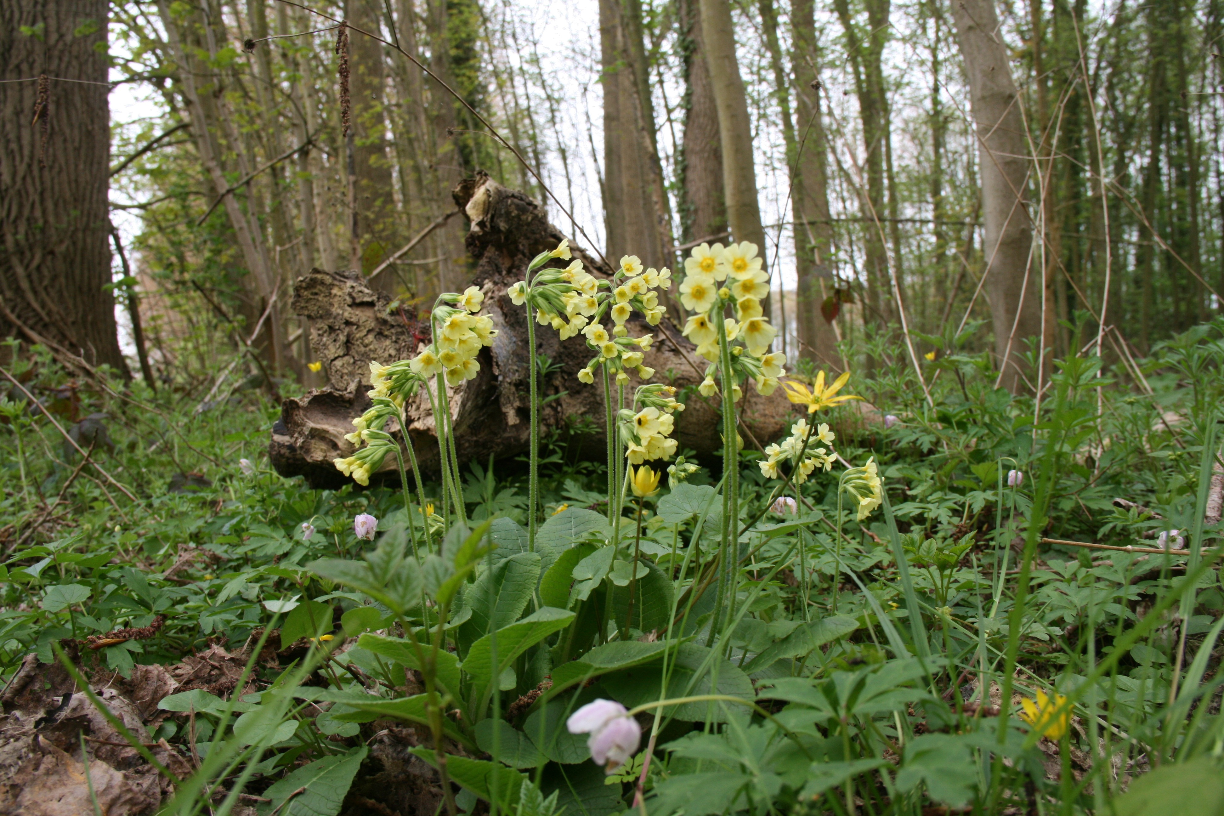 slanke sleutelbloem