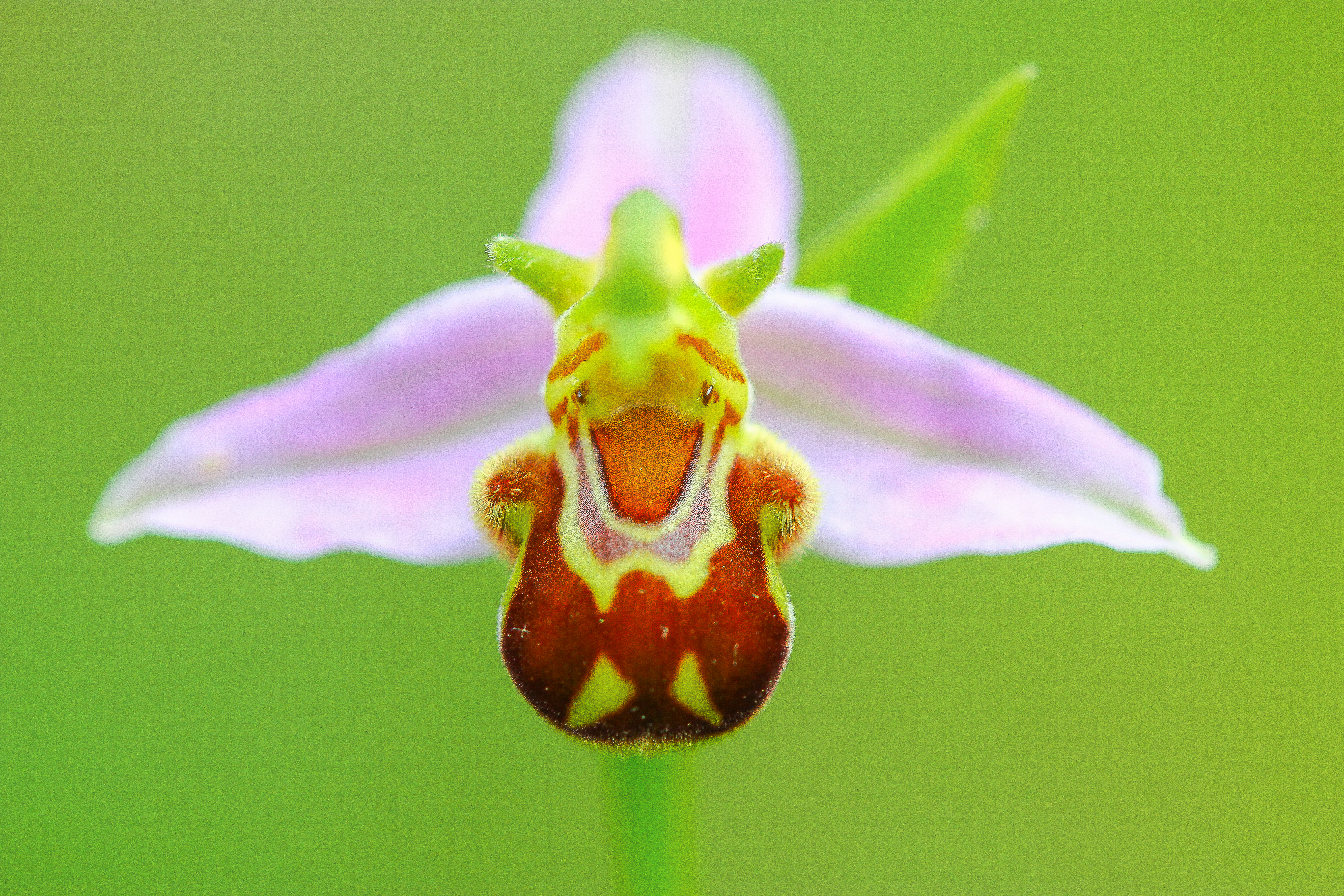 Bijenorchis