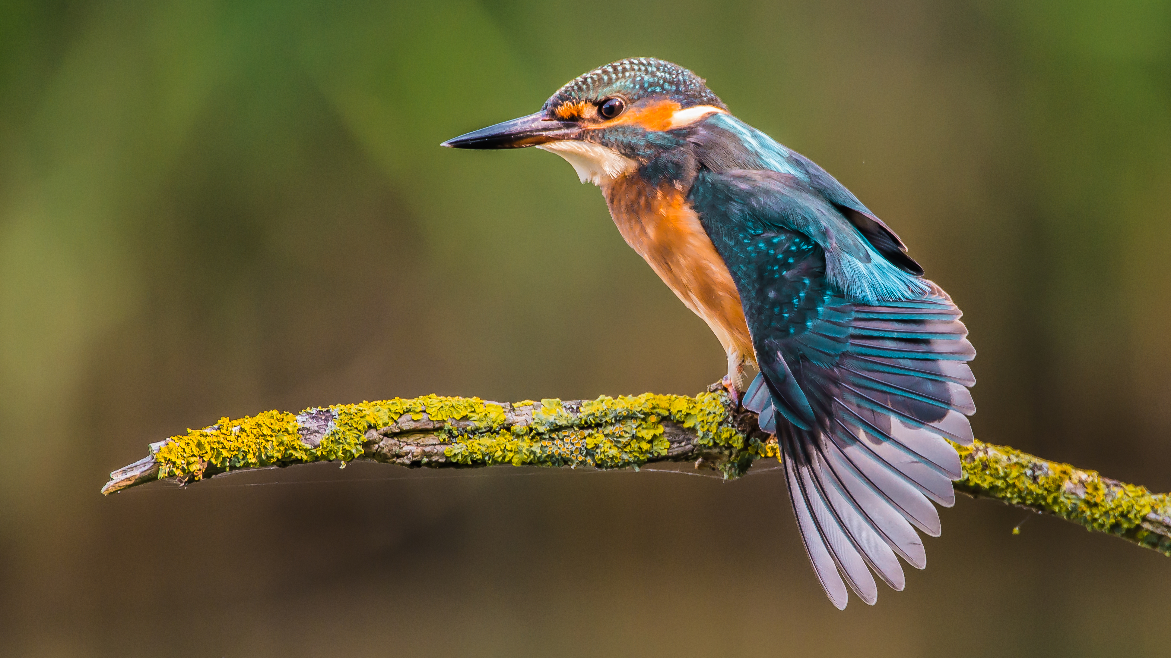 ijsvogel