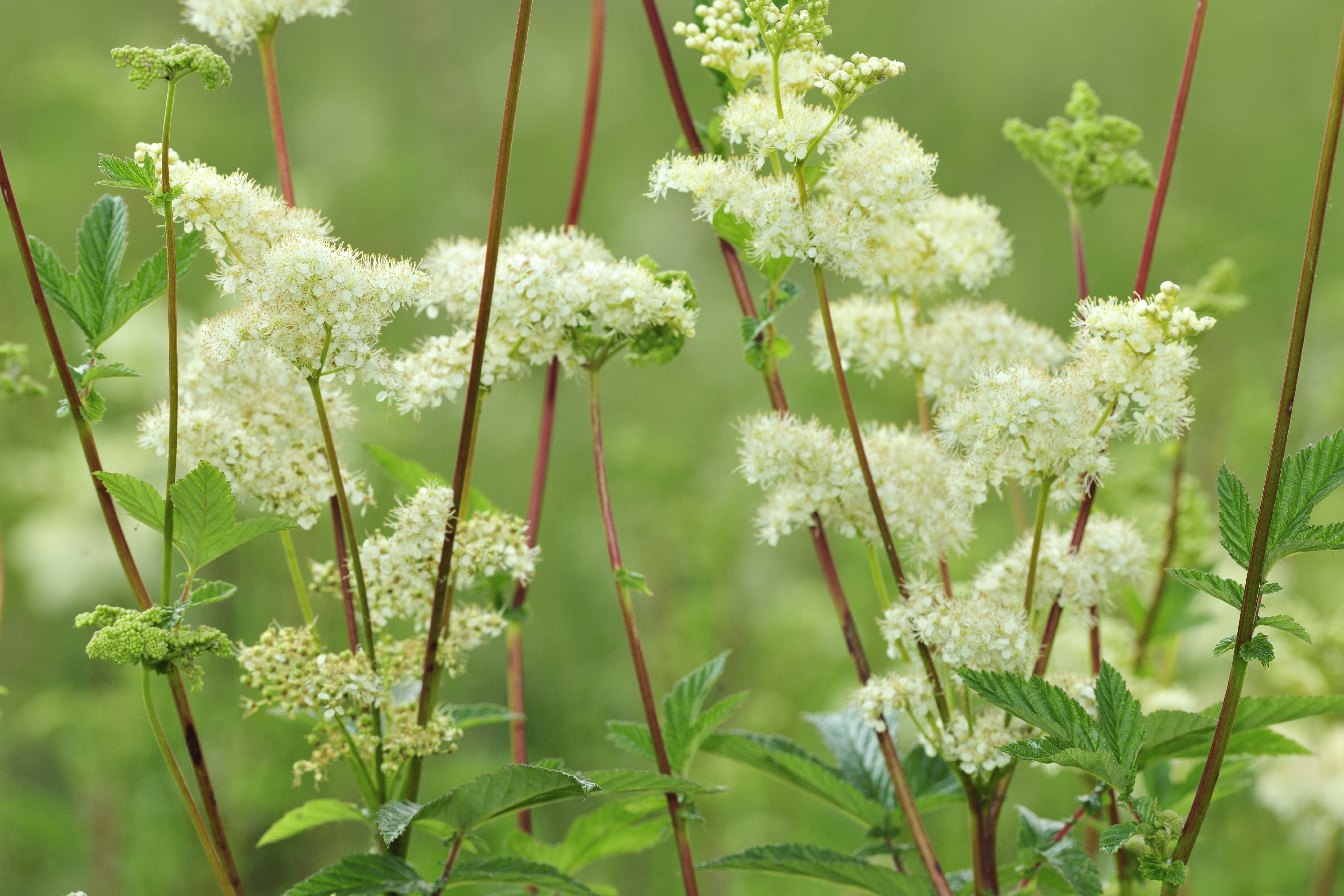 moerasspirea