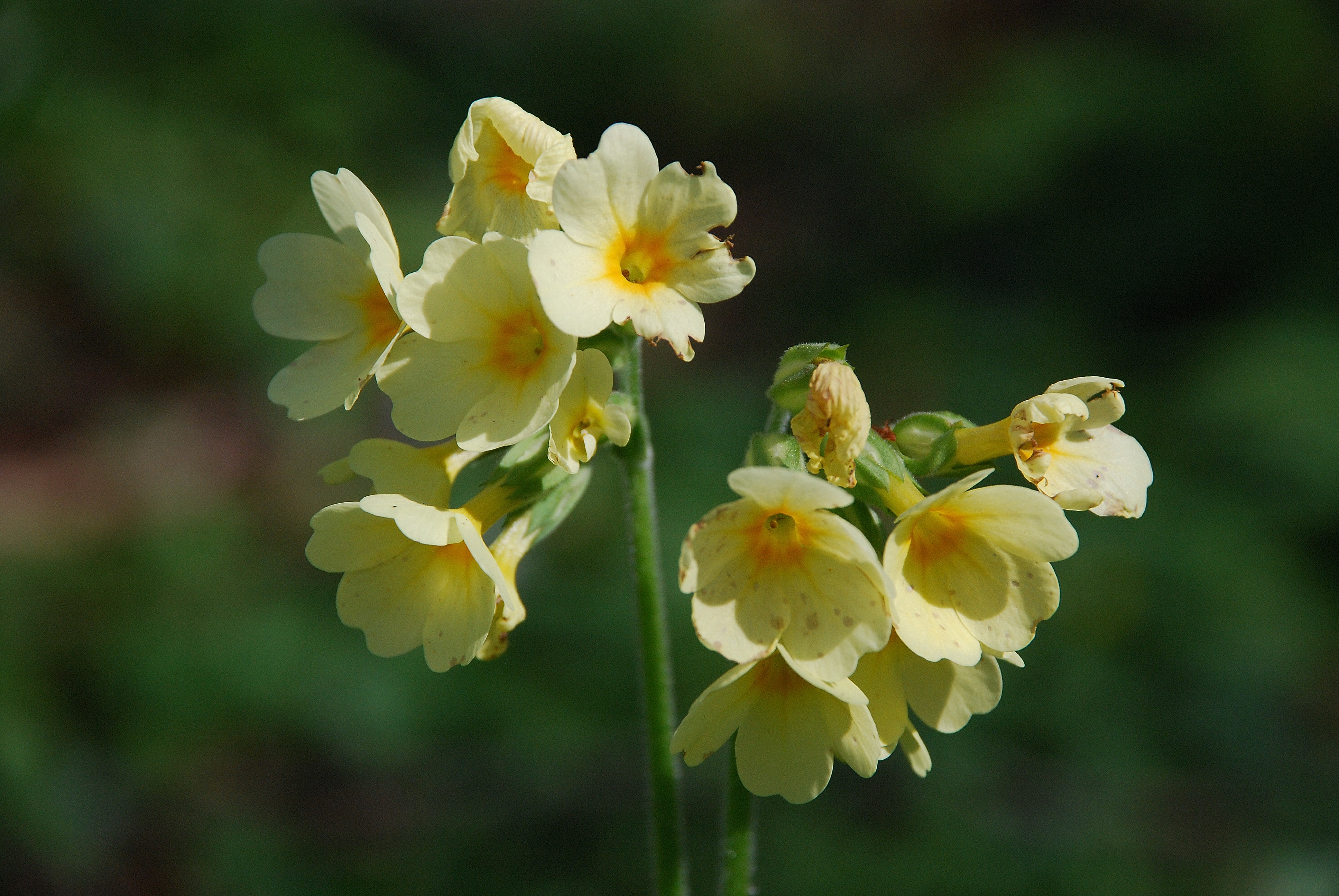 Slanke sleutelbloem