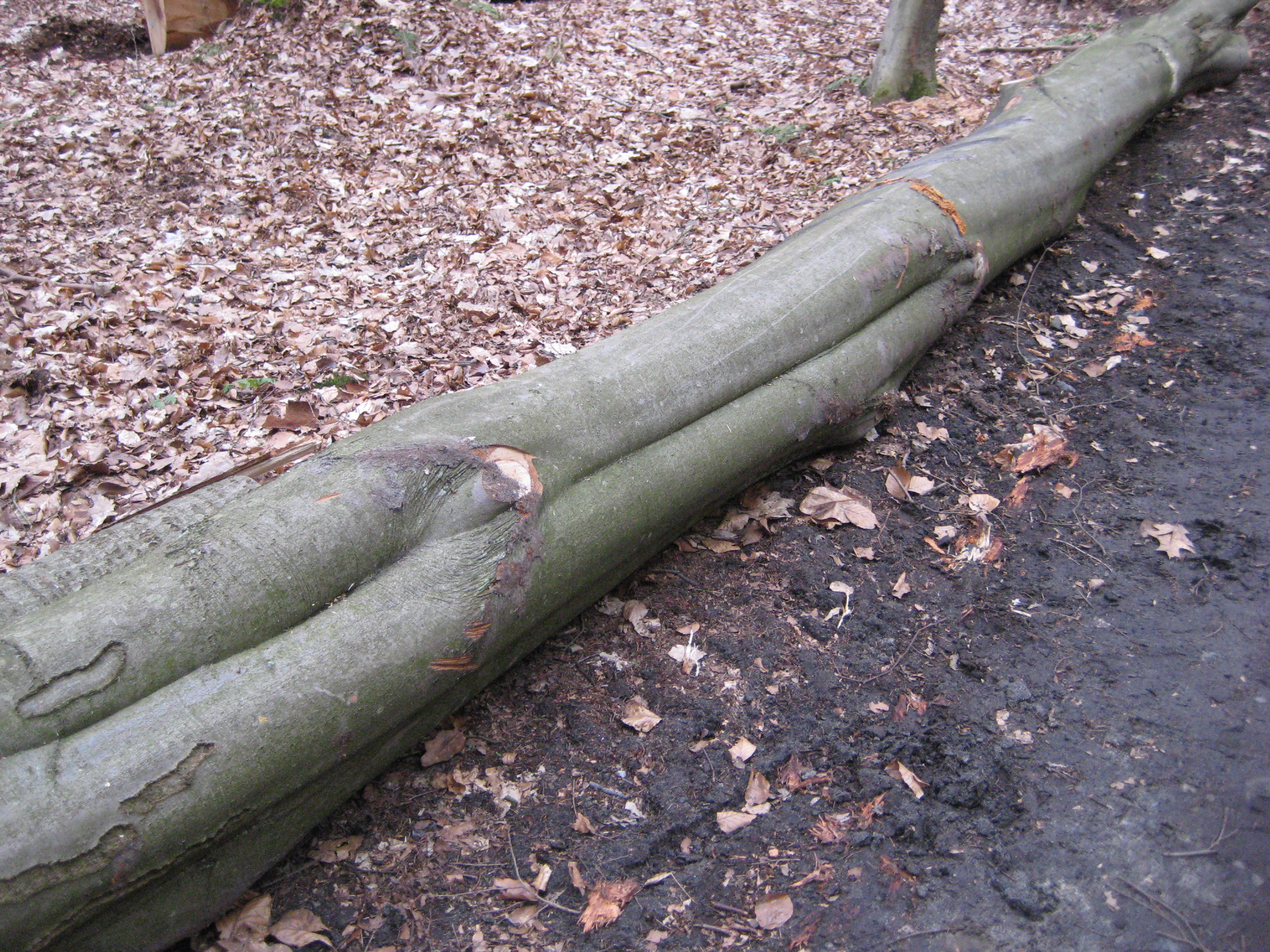 rimpelgroei en graaigroei bij beuk