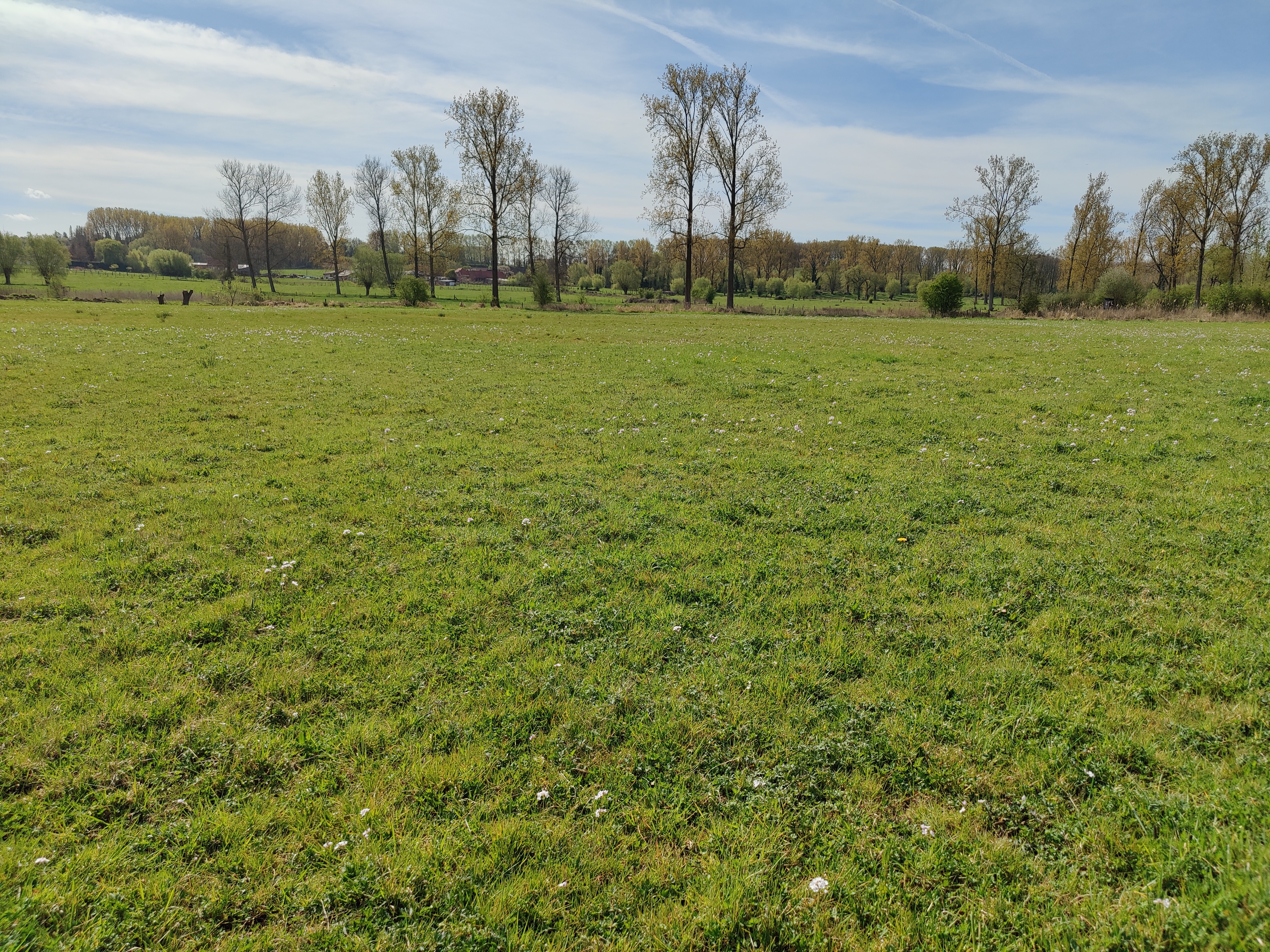 Kamgrasland