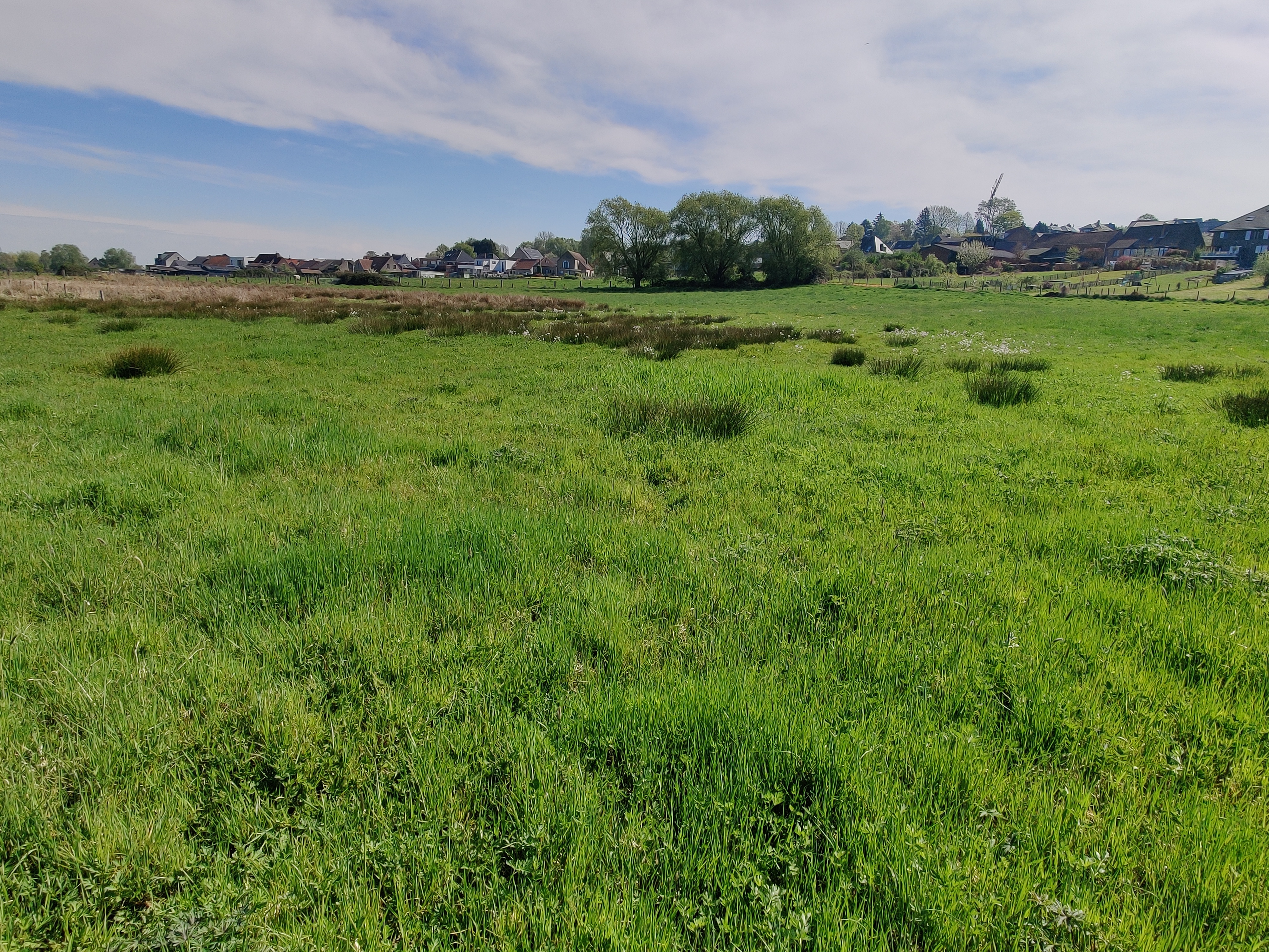 Kwelzone in grasland
