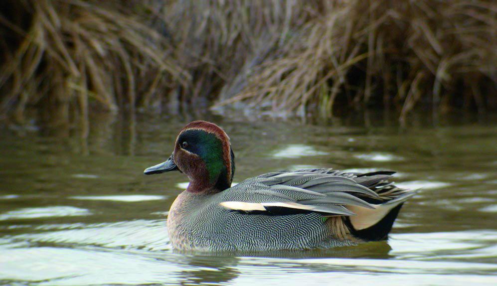 Wintertaling