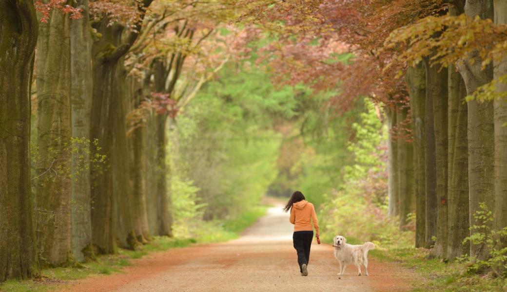 wandelaar met hond in een dreef