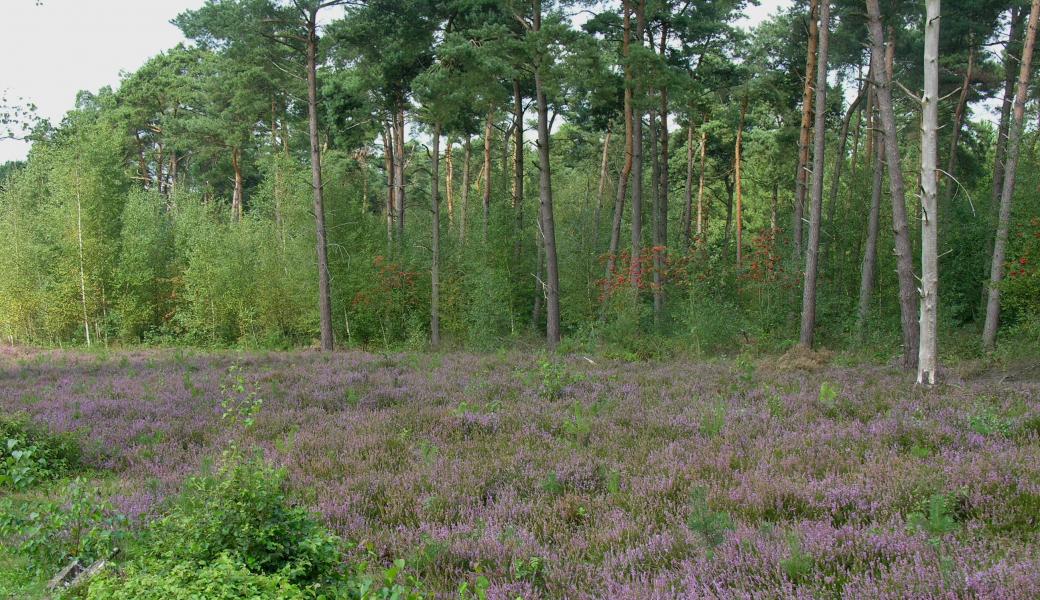 Lusterborg