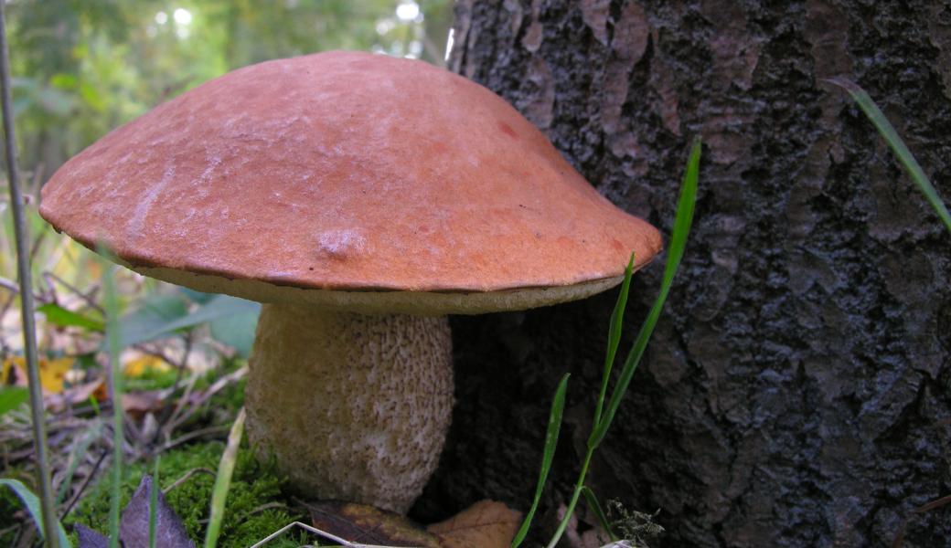 oranje berkenboleet in Luysterborg 