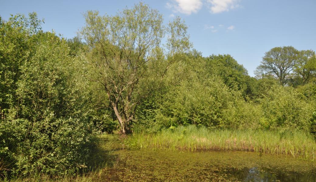 ringvijver in Luysterborg
