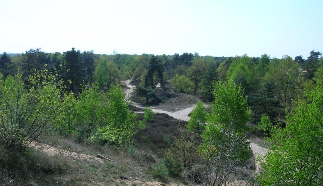 zicht op de duinen
