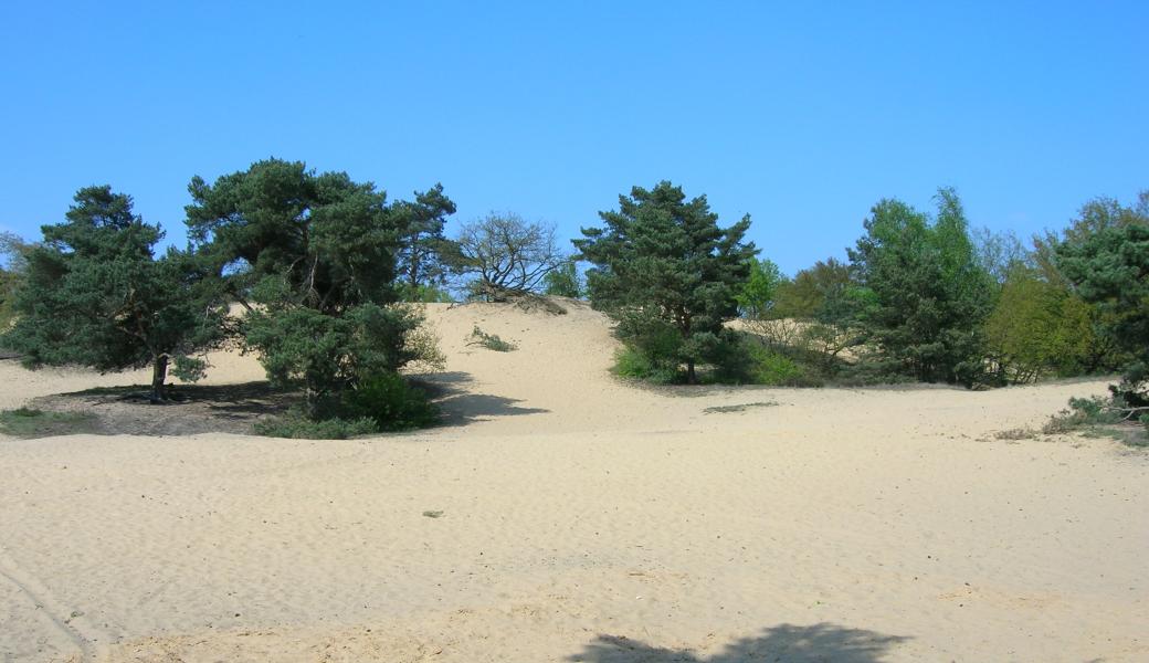 zicht op de duinen