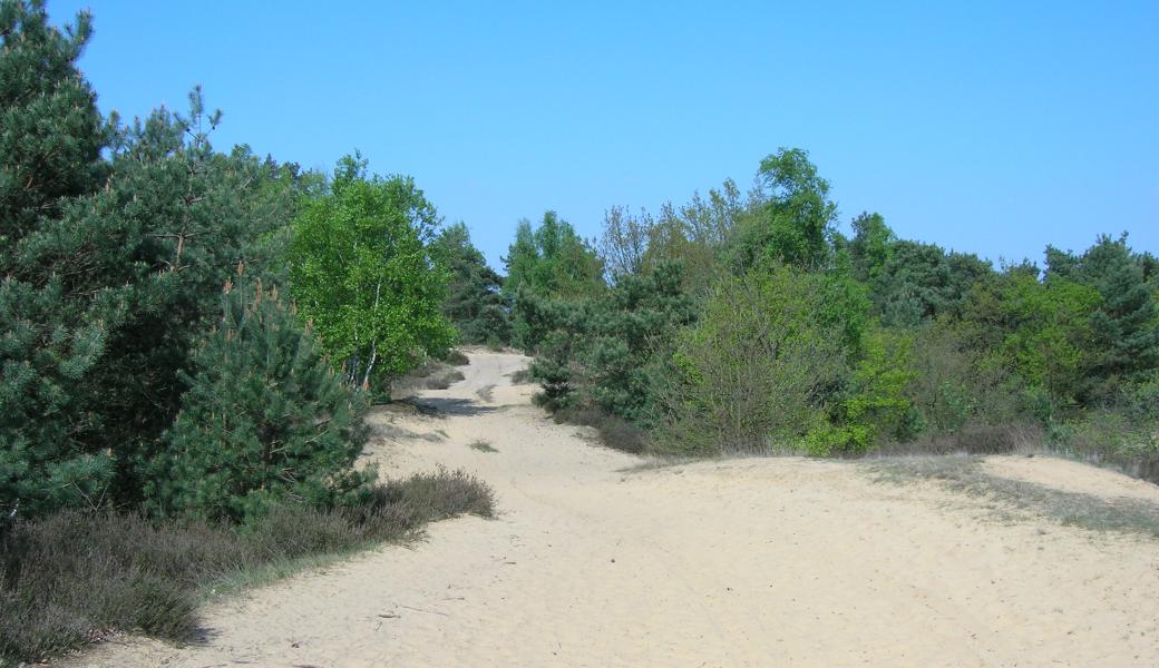zicht op de duinen