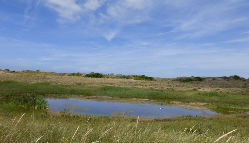 poel in de duinen