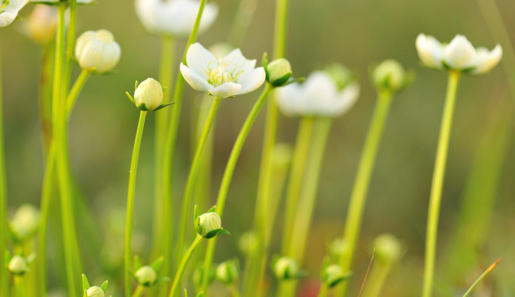 parnassia