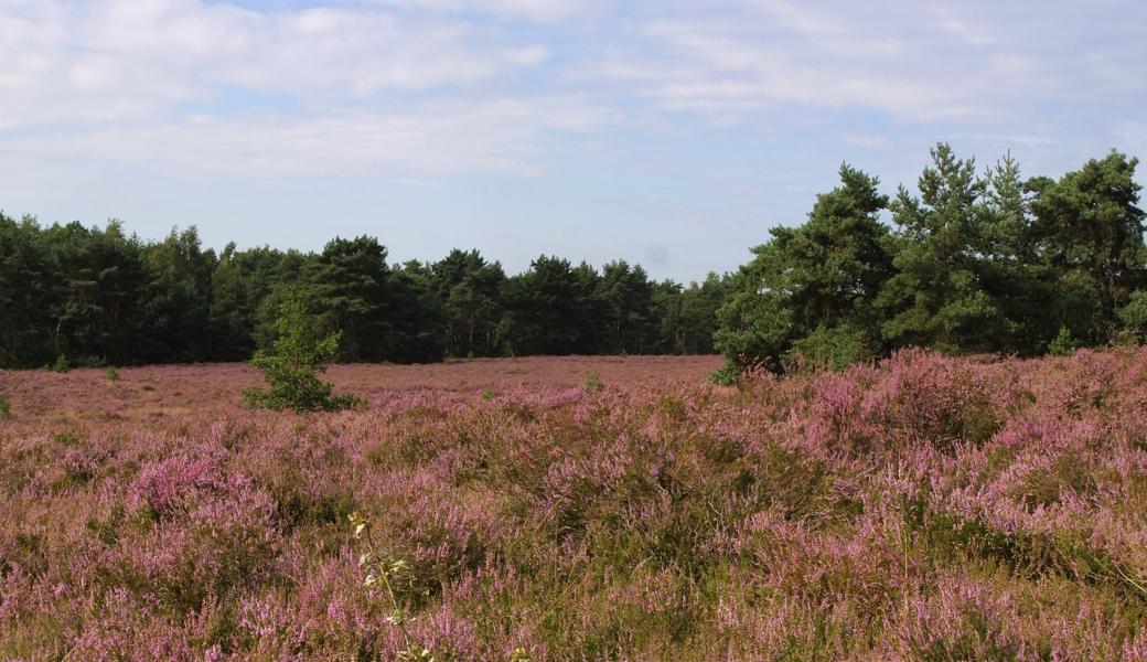heide