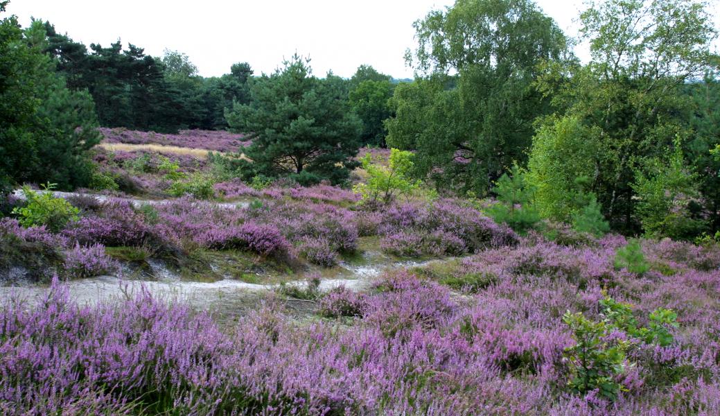 heide
