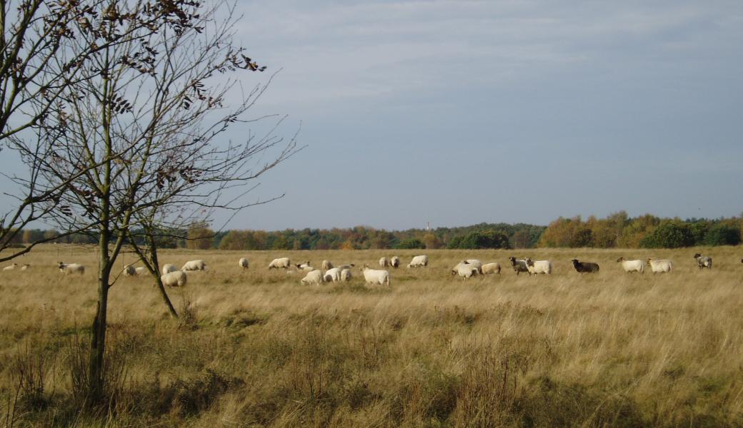 schapen in het landschap